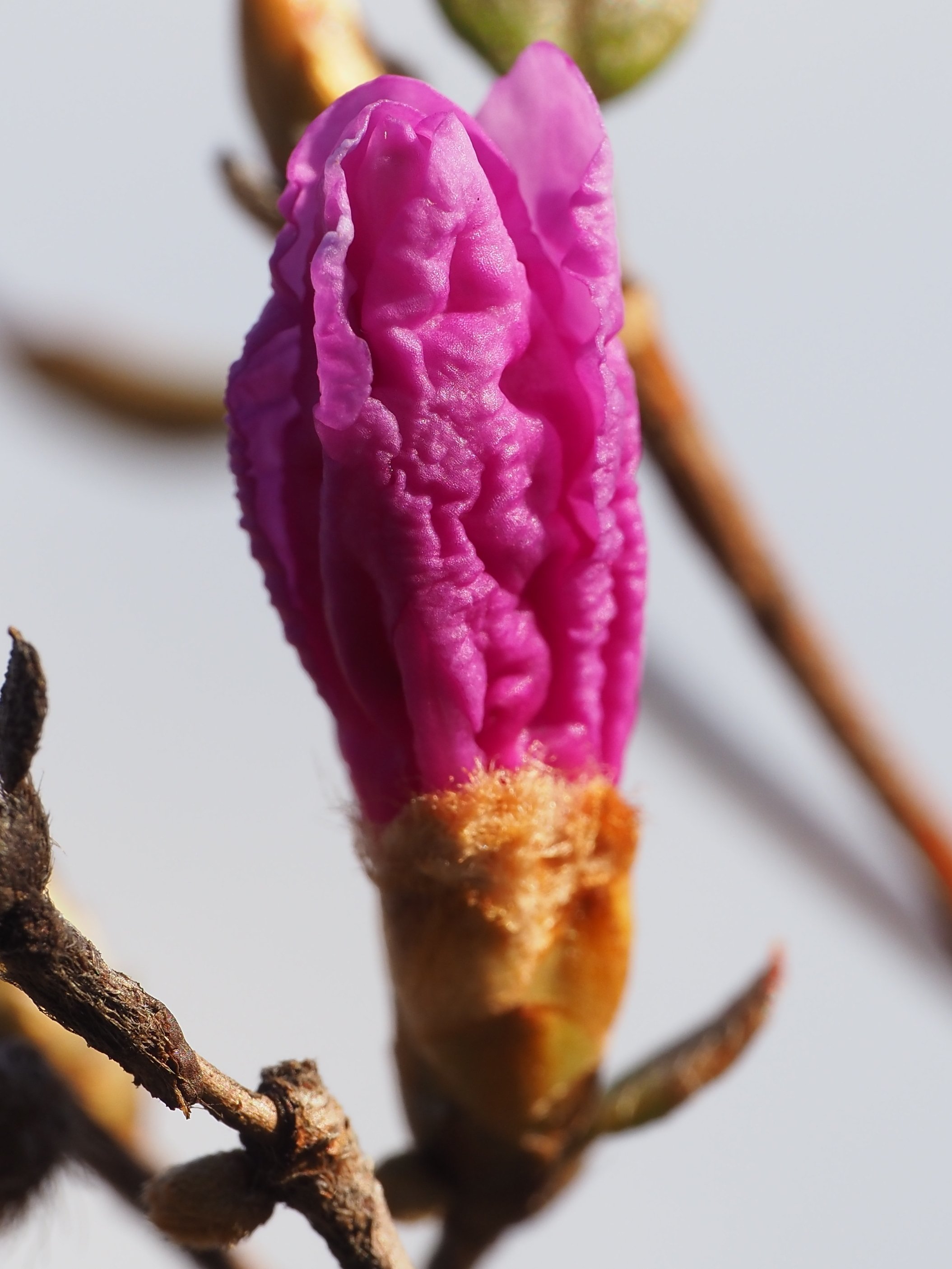 185．庭のコバノミツバツツジ｜sasayan