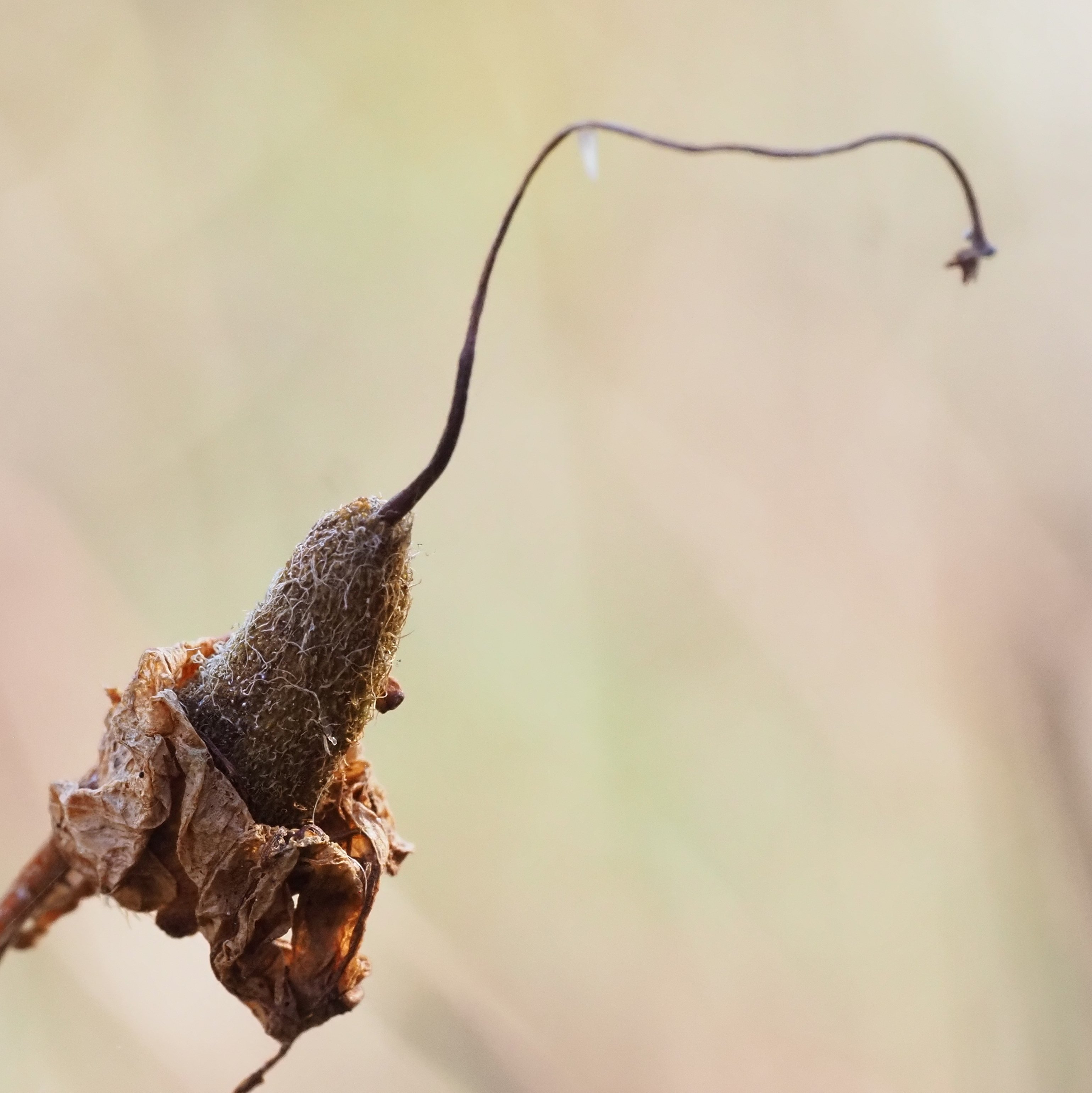 185．庭のコバノミツバツツジ｜sasayan