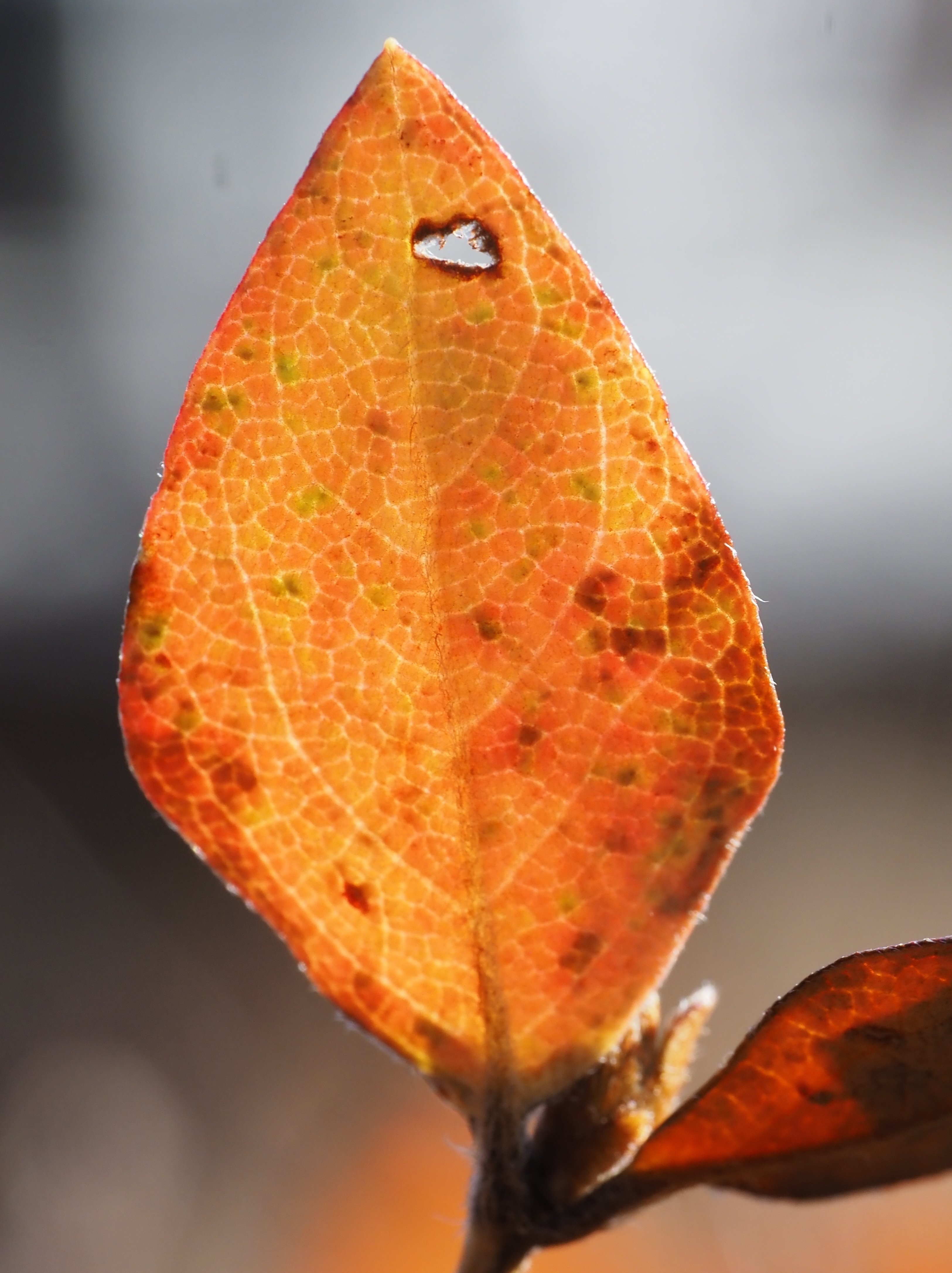 185．庭のコバノミツバツツジ｜sasayan