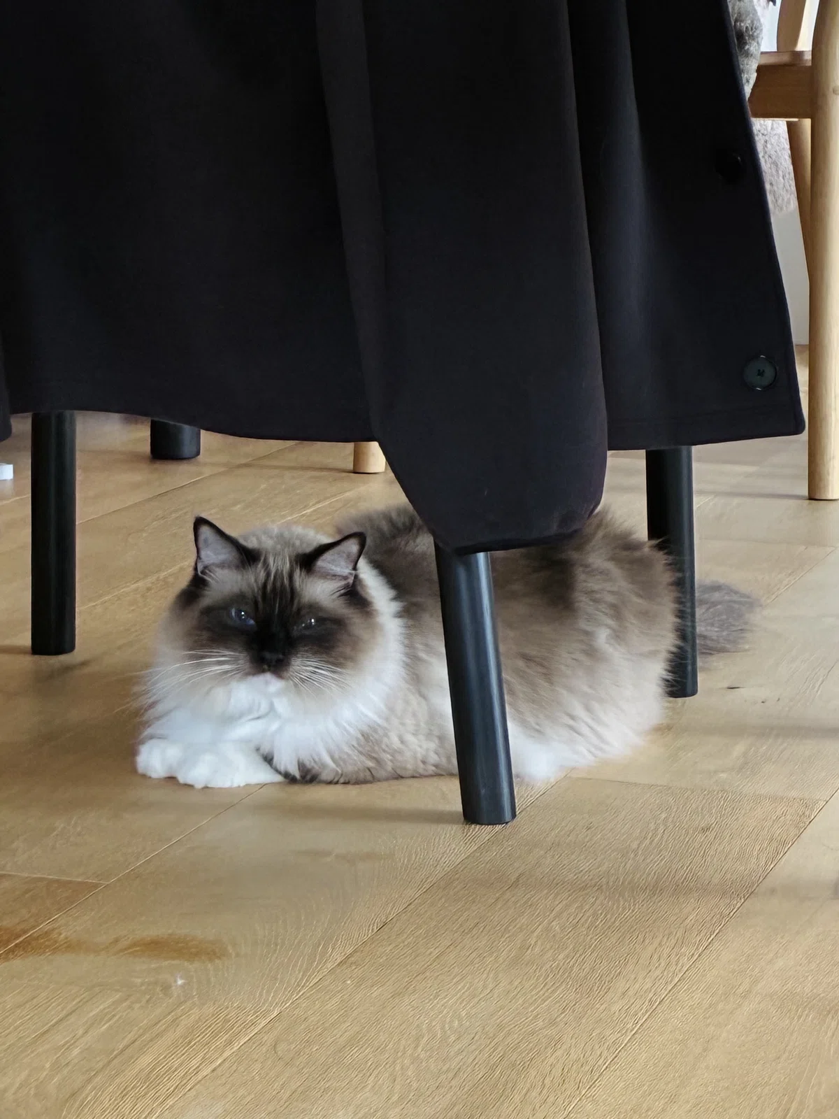 日々は変わらぬものだと固く信じているゆらぎ（猫）