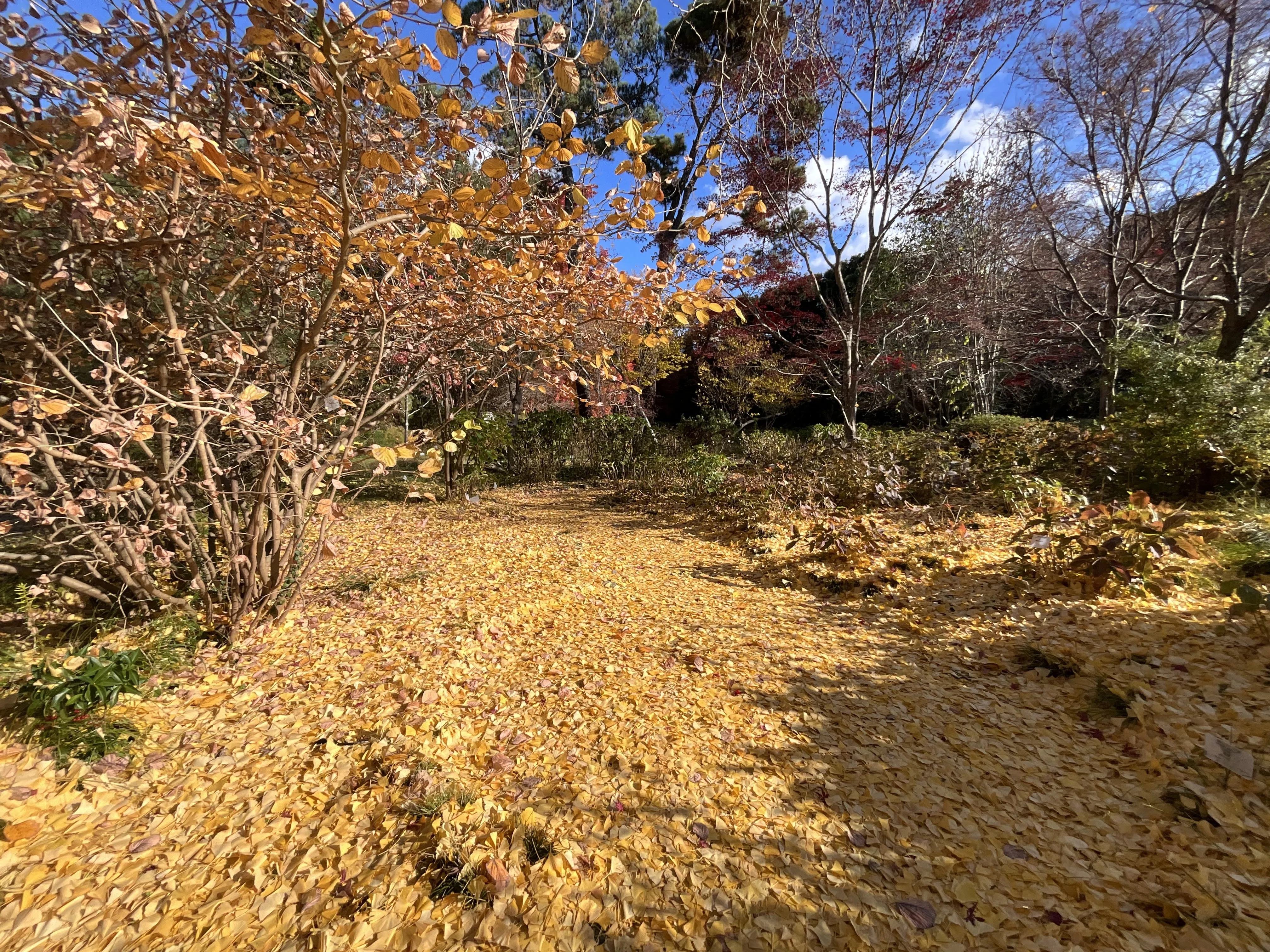 京都府立植物園の本格紅葉（9）：2025年12月6日（土）｜藤井秀昭