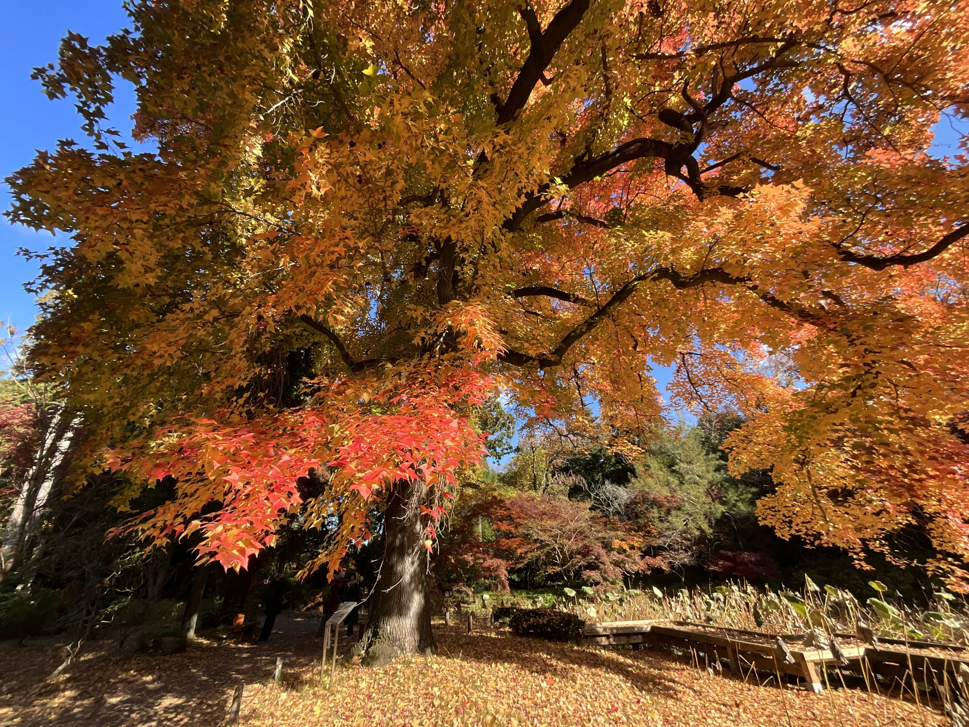 京都府立植物園の本格紅葉（9）：2025年12月6日（土）｜藤井秀昭