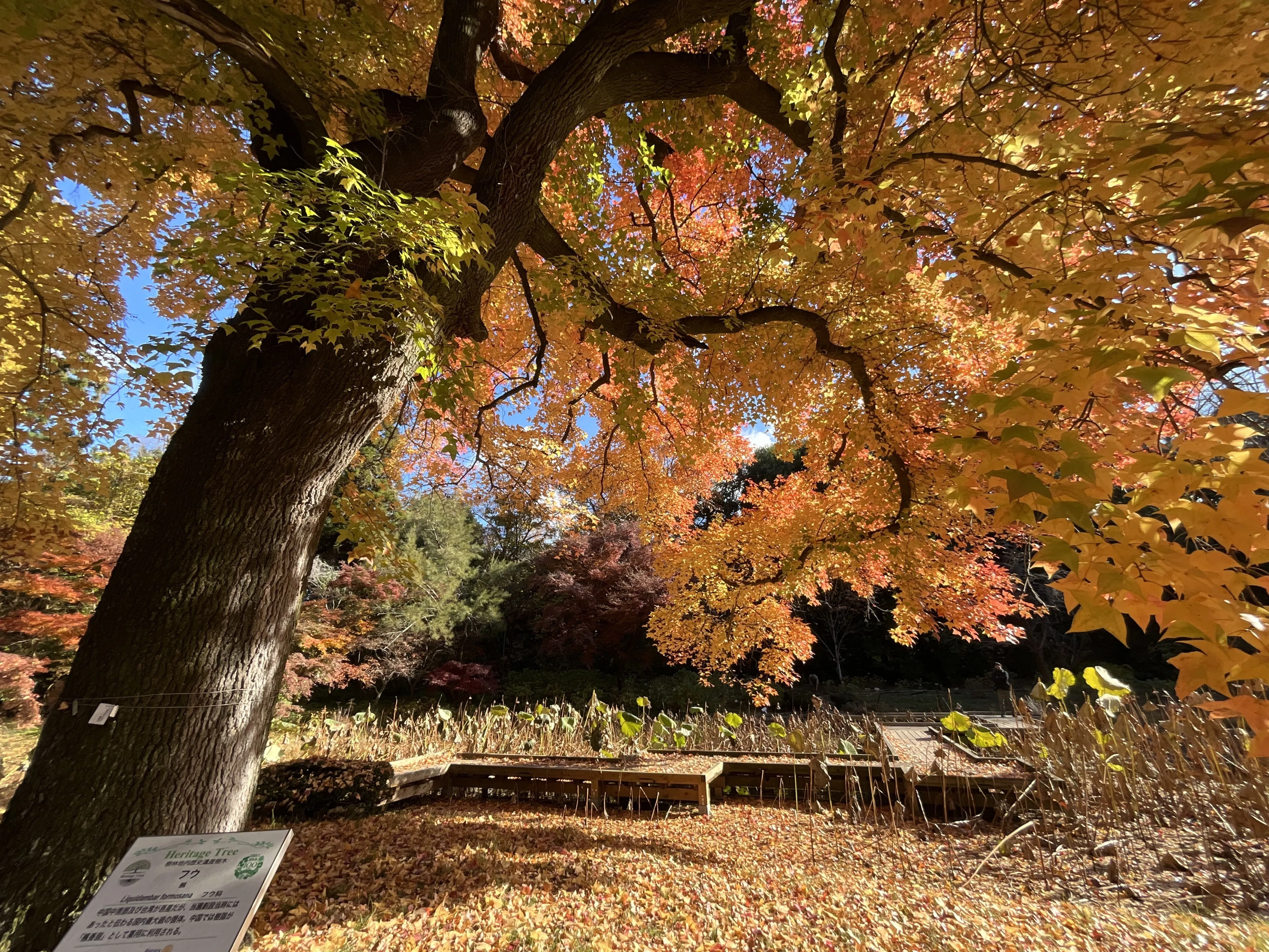 エネスコ　プーさん　秋　紅葉　枯葉 京都府立植物園の本格紅葉（9）：2025年12月6日（土）｜藤井秀昭
