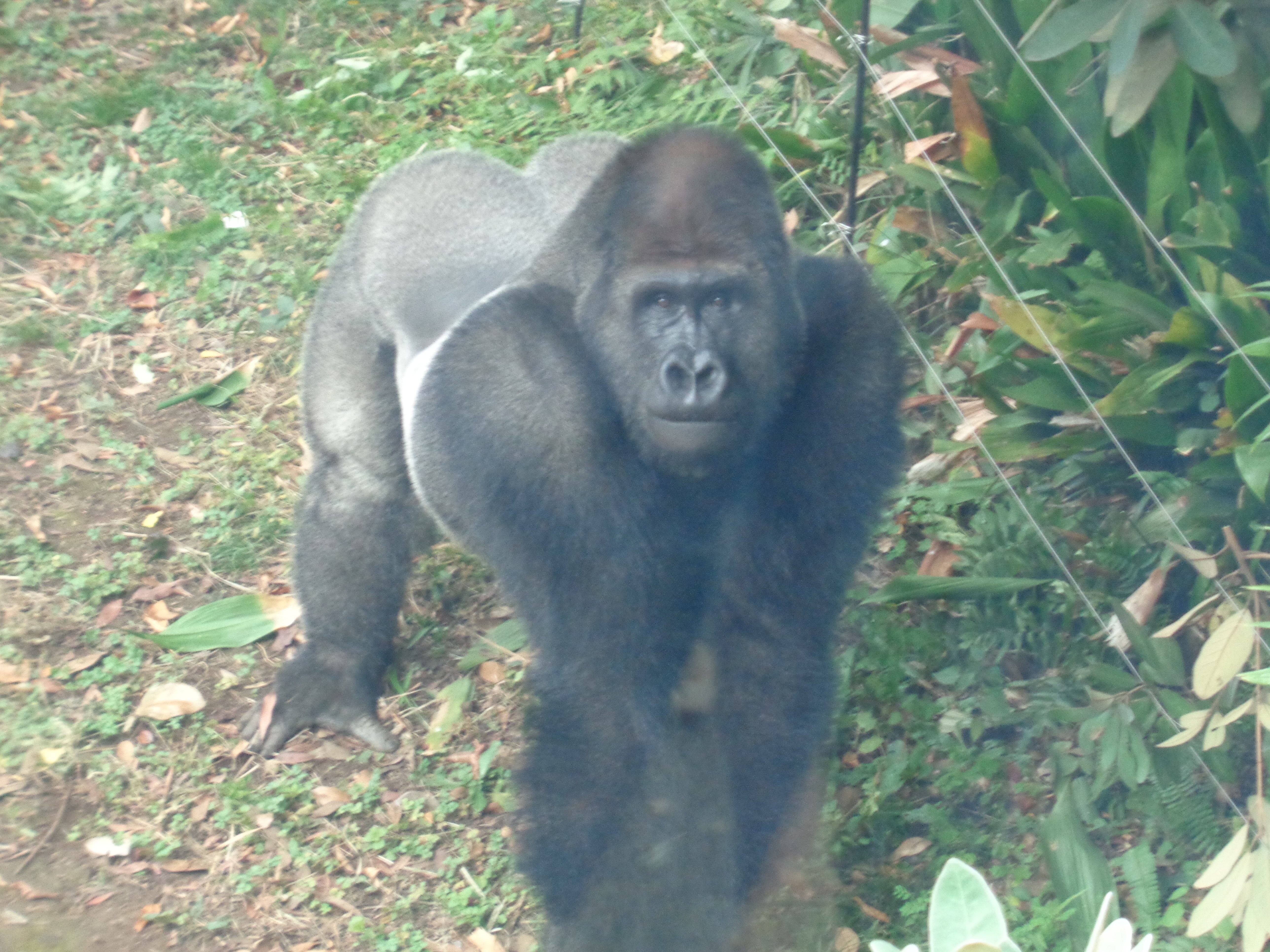 上野日記】＃7 上野のゲンタロウに会いに行く｜え＠レフトオーバー