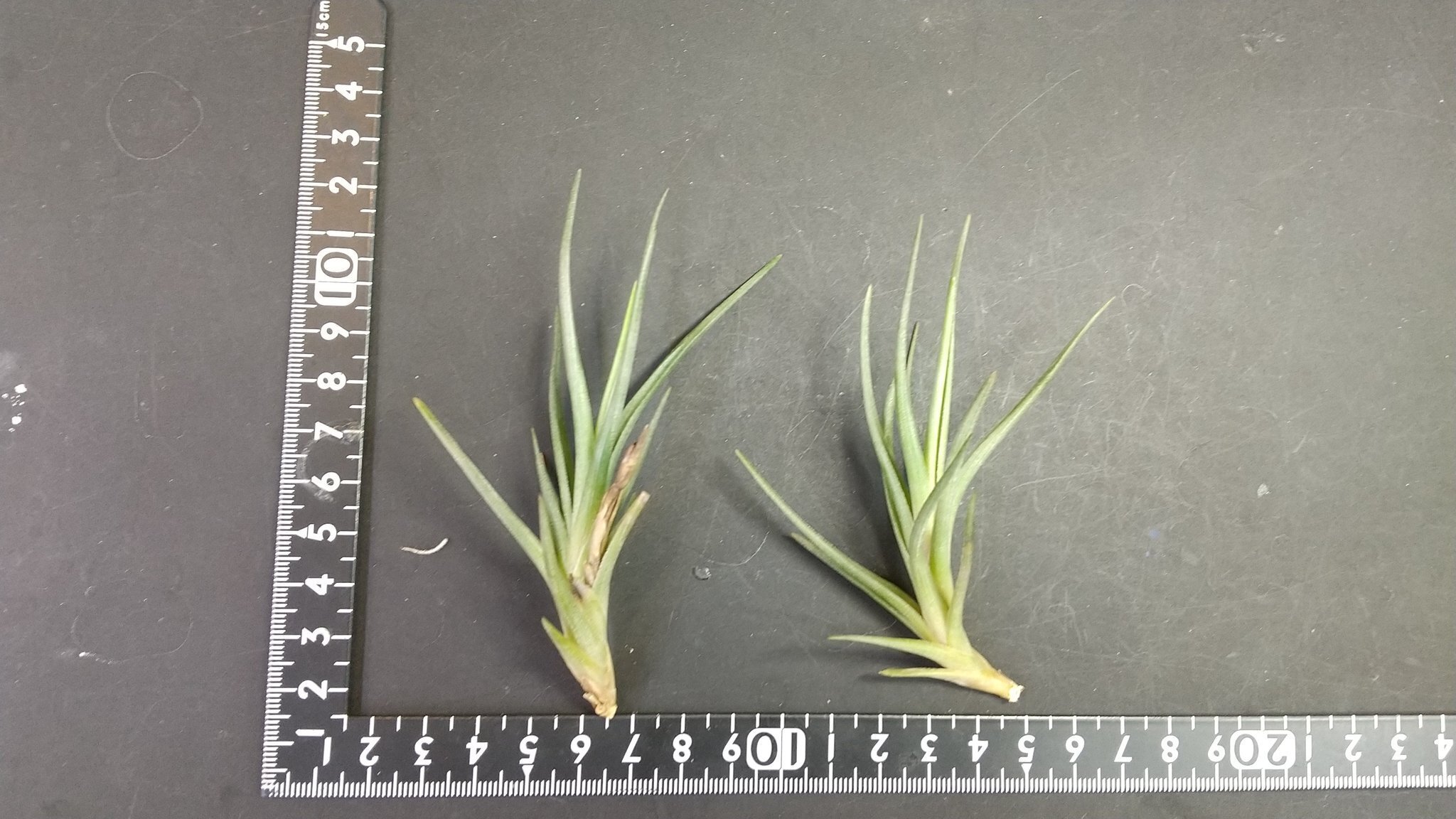 チランジア入荷リスト11/26｜NatureGarden🌿神田