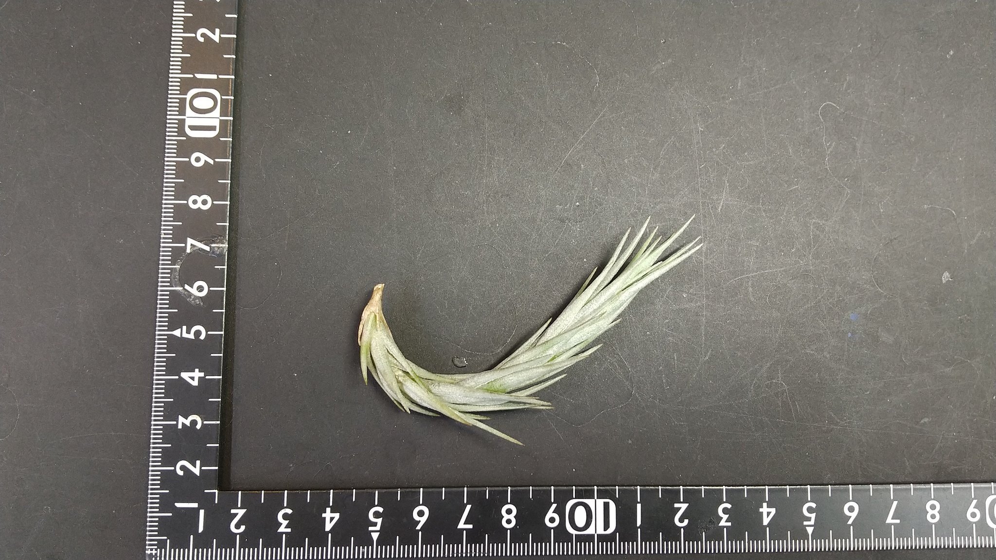 チランジア入荷リスト11/26｜NatureGarden🌿神田