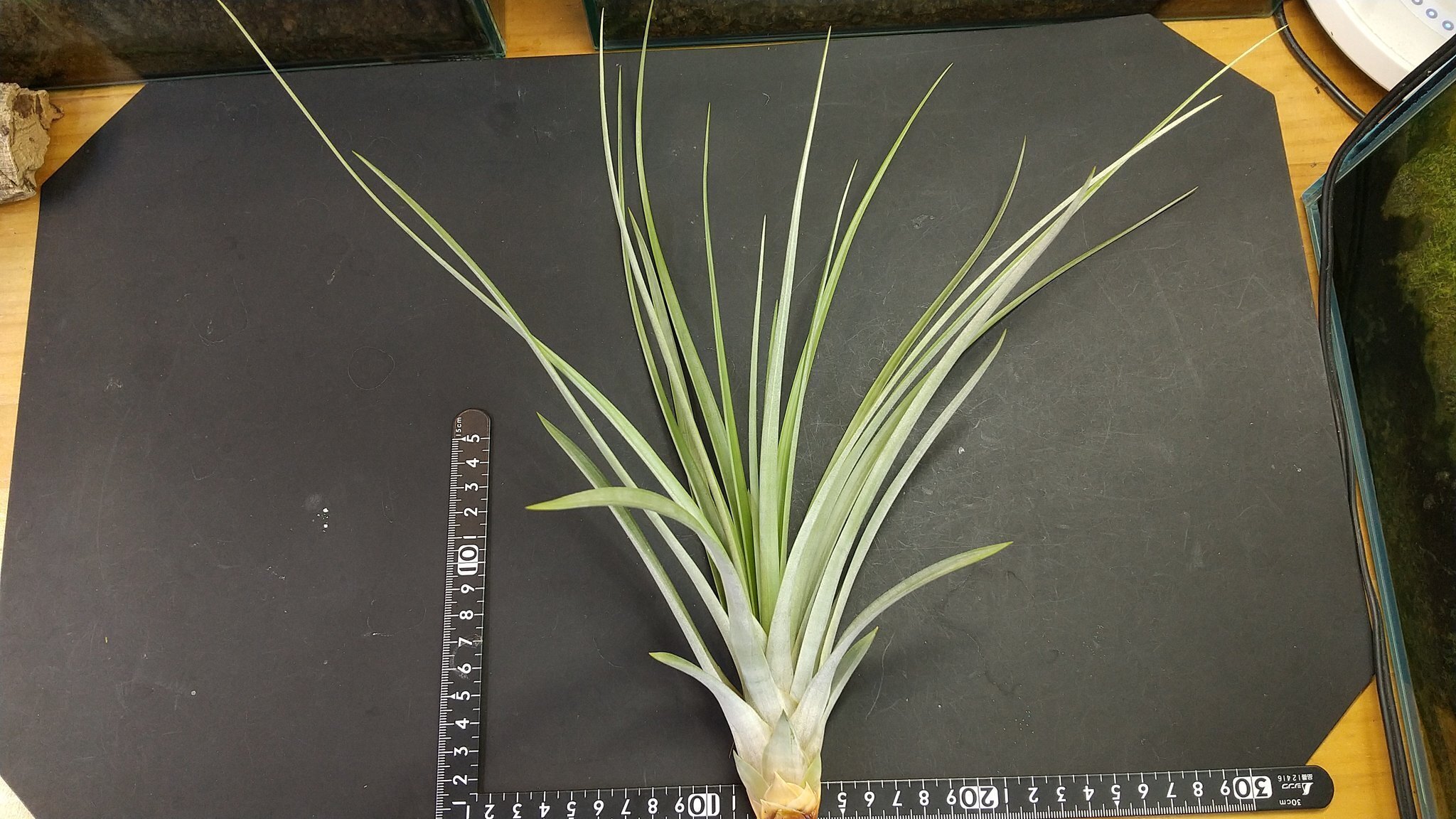 チランジア入荷リスト11/26｜NatureGarden🌿神田