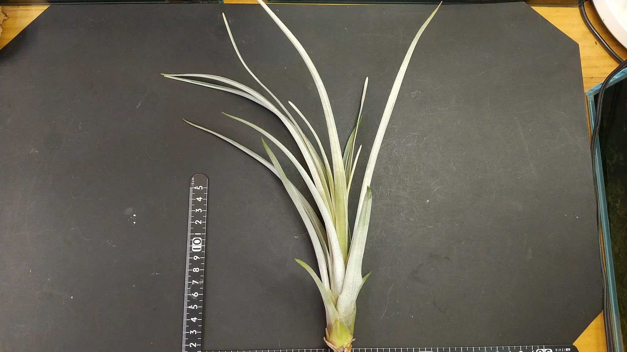 チランジア入荷リスト11/26｜NatureGarden🌿神田