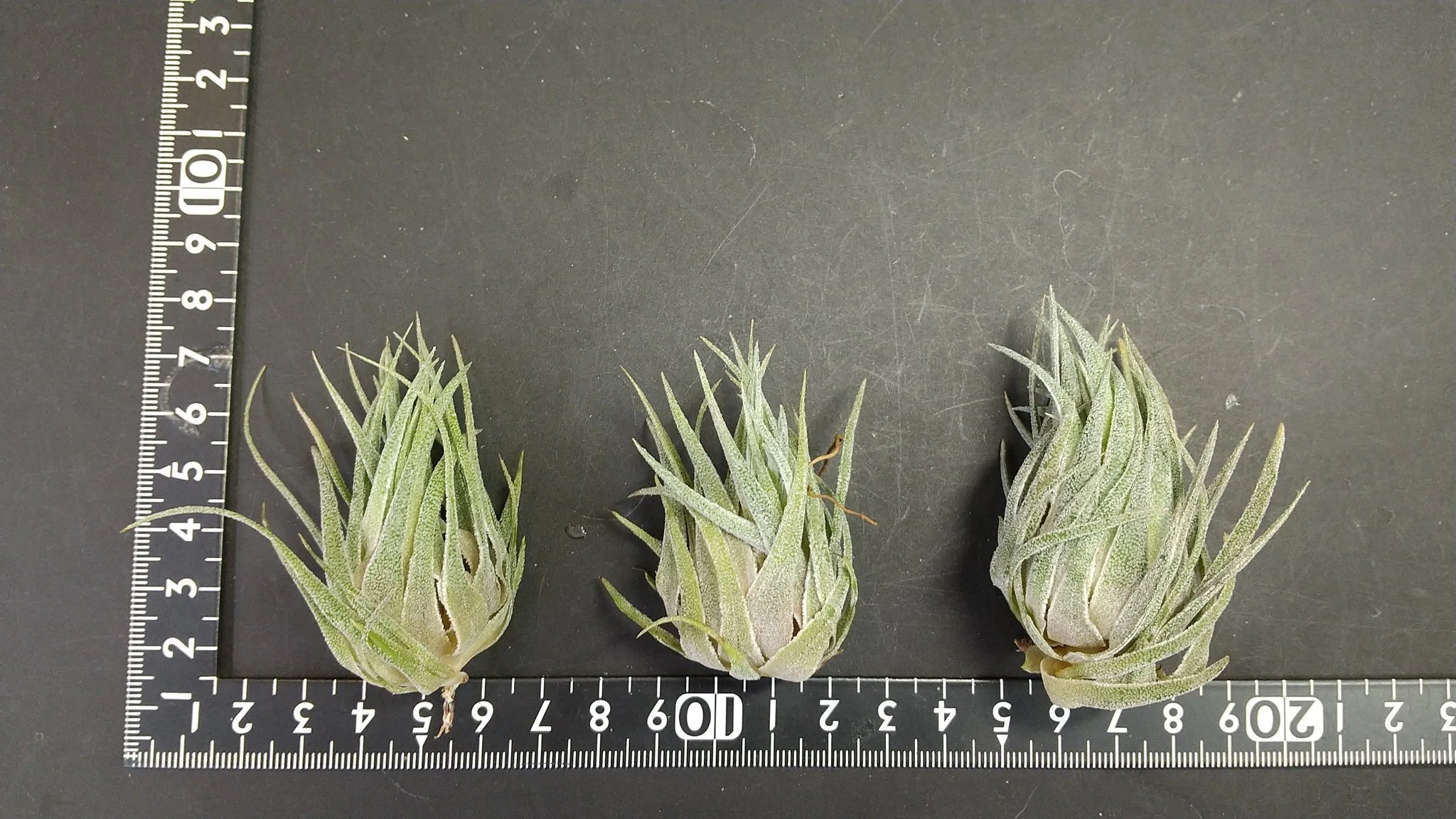 チランジア入荷リスト11/26｜NatureGarden🌿神田