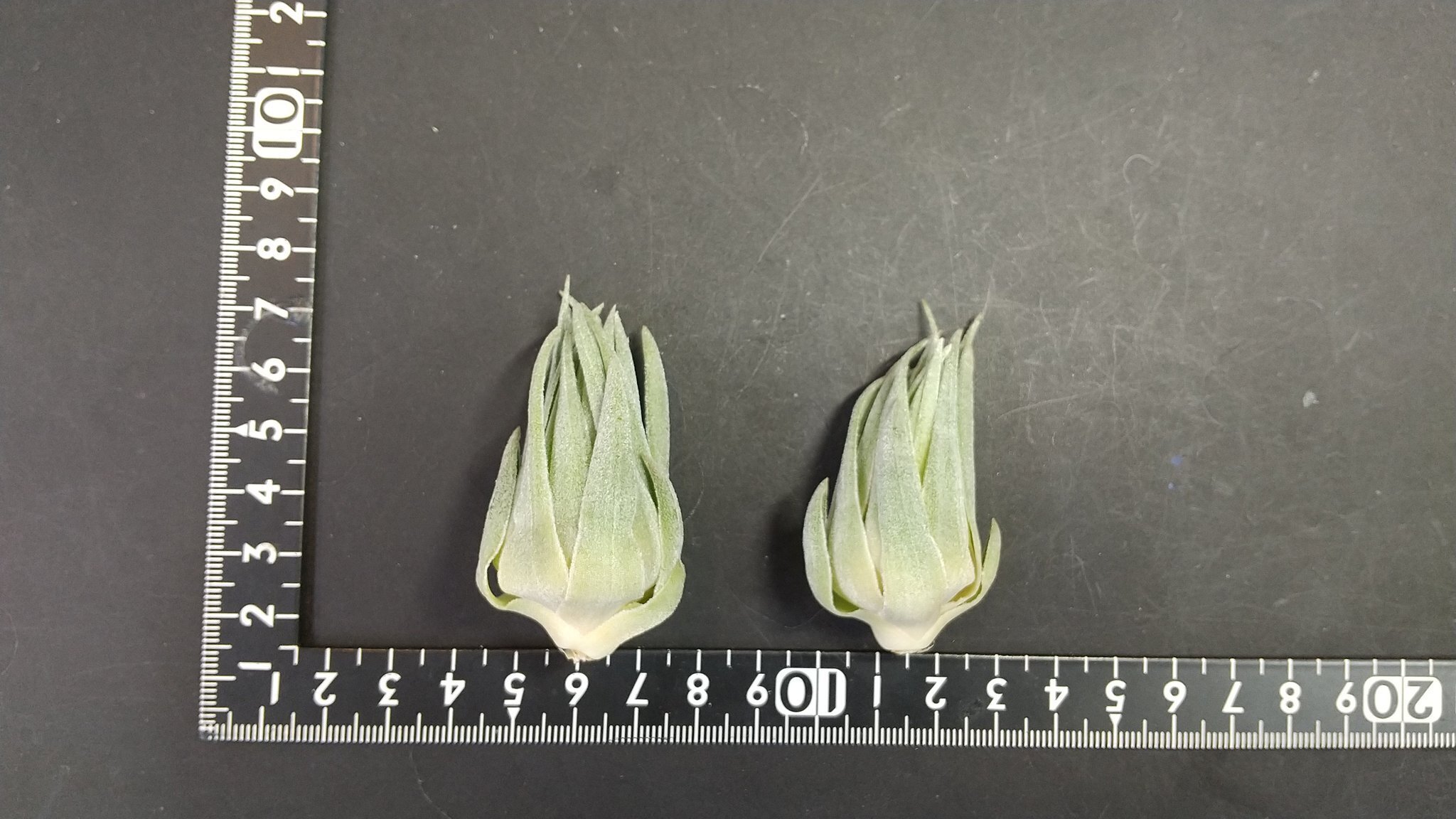 チランジア入荷リスト11/26｜NatureGarden🌿神田