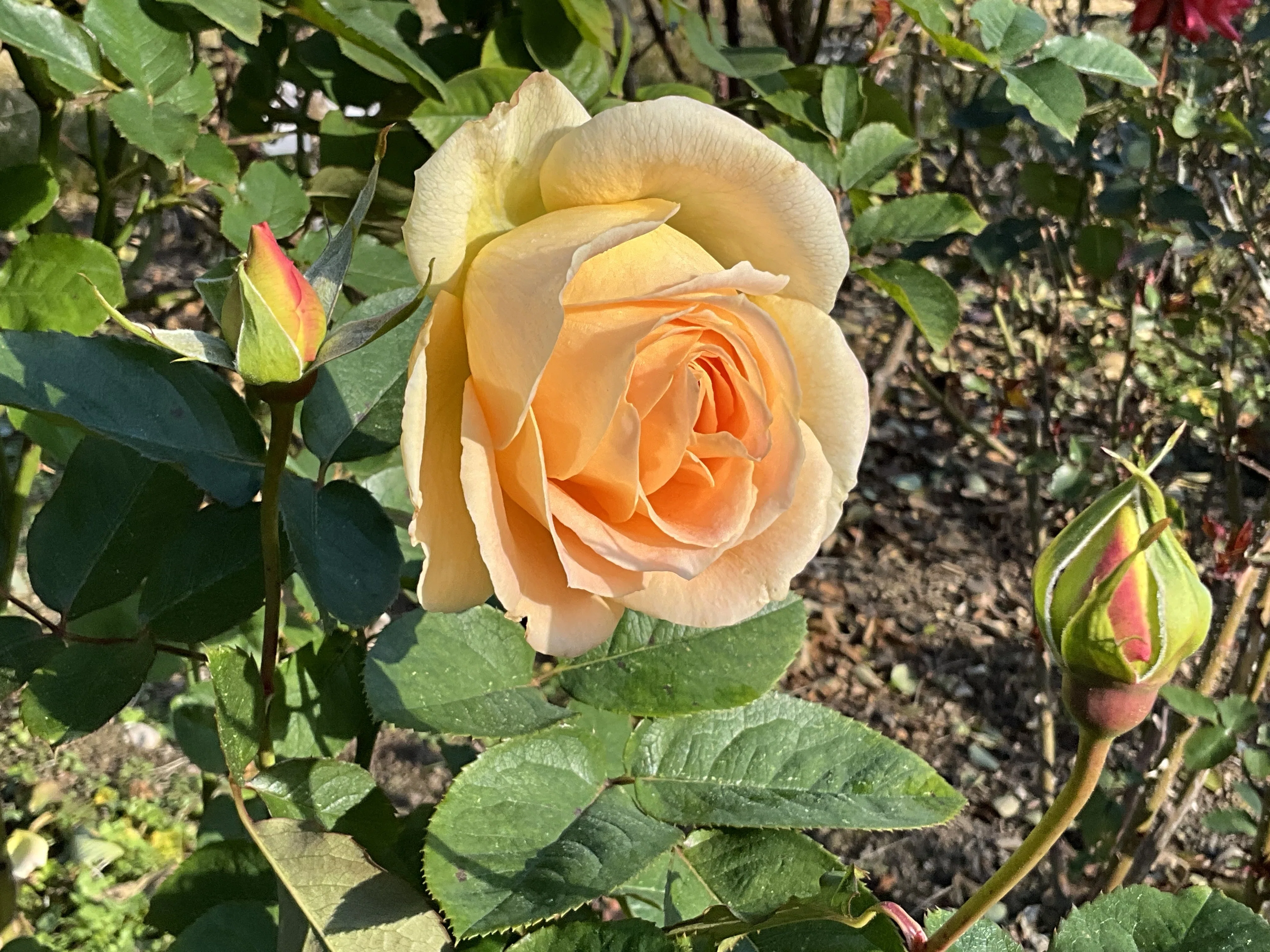 12月5日のフレンチ・パフュームなど（京都府立植物園ばら園）：2025年
