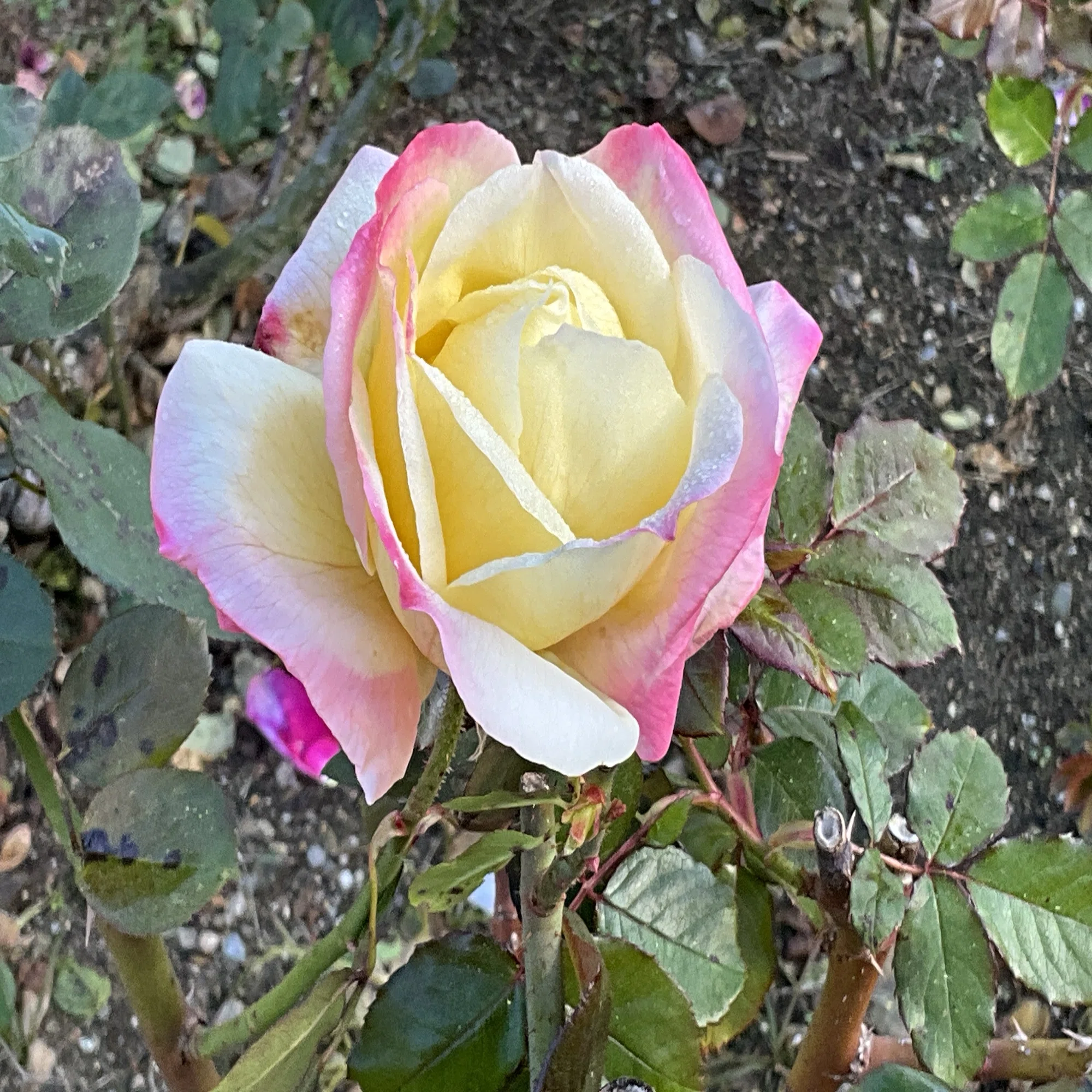鑑定書付】本翡翠 繊細 薔薇（バラ）両面彫刻 ペンダントトップ 縁起物