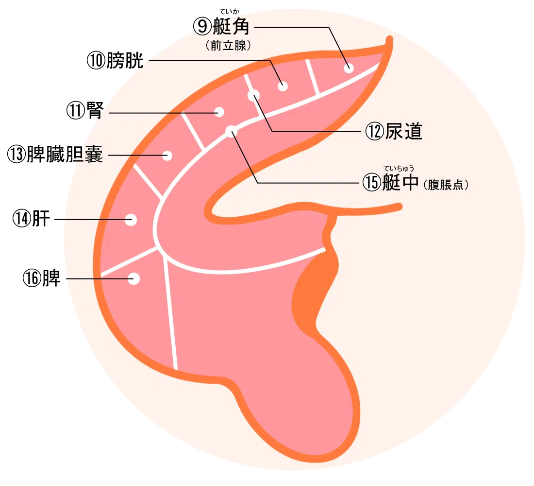 すごい！耳つぼの教科書NO.2 陰陽五行論と耳つぼの選び方｜タオ