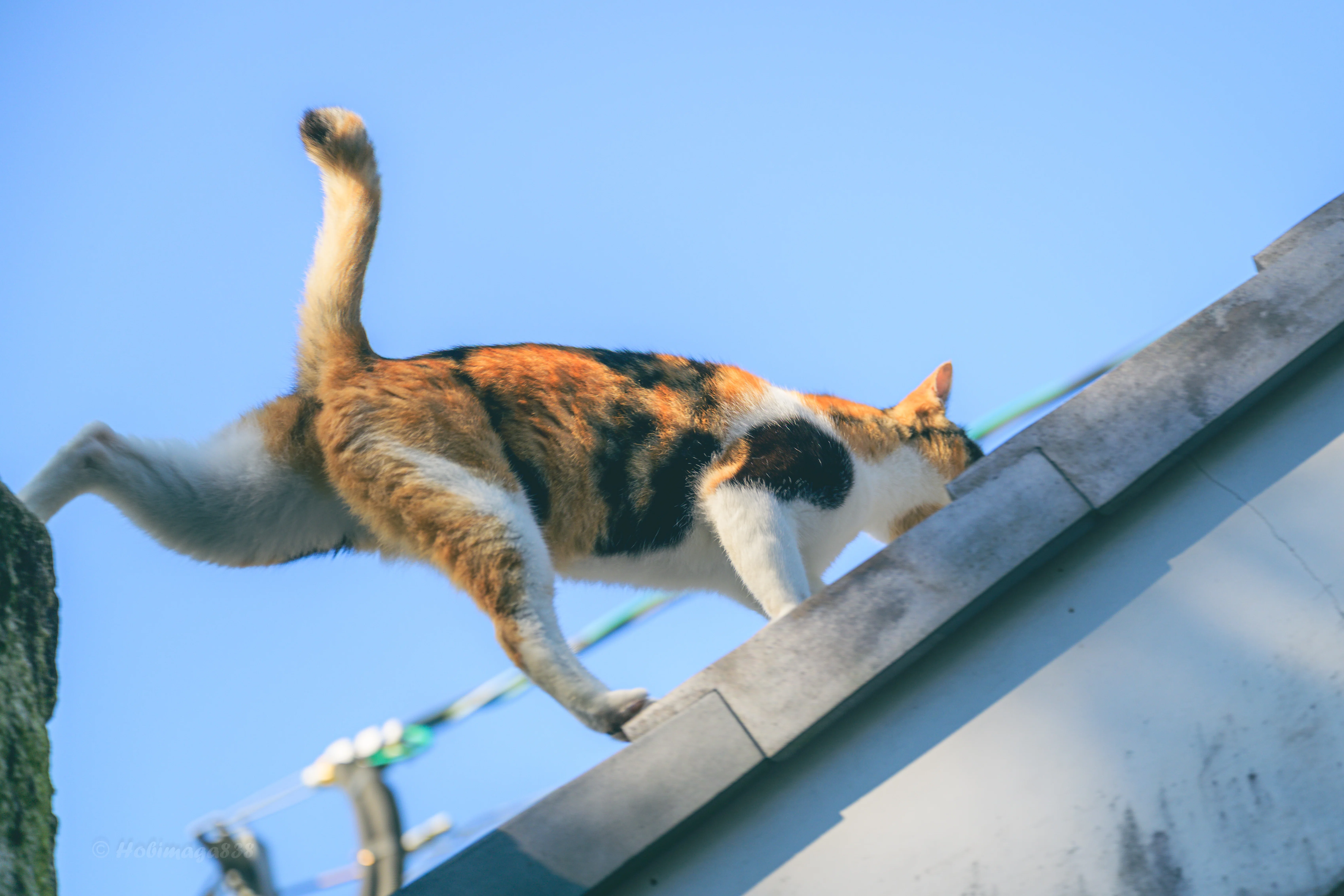 動物と共に…… 2025年に出会った動物たちを、のんびりと振り返る｜ほびマガ