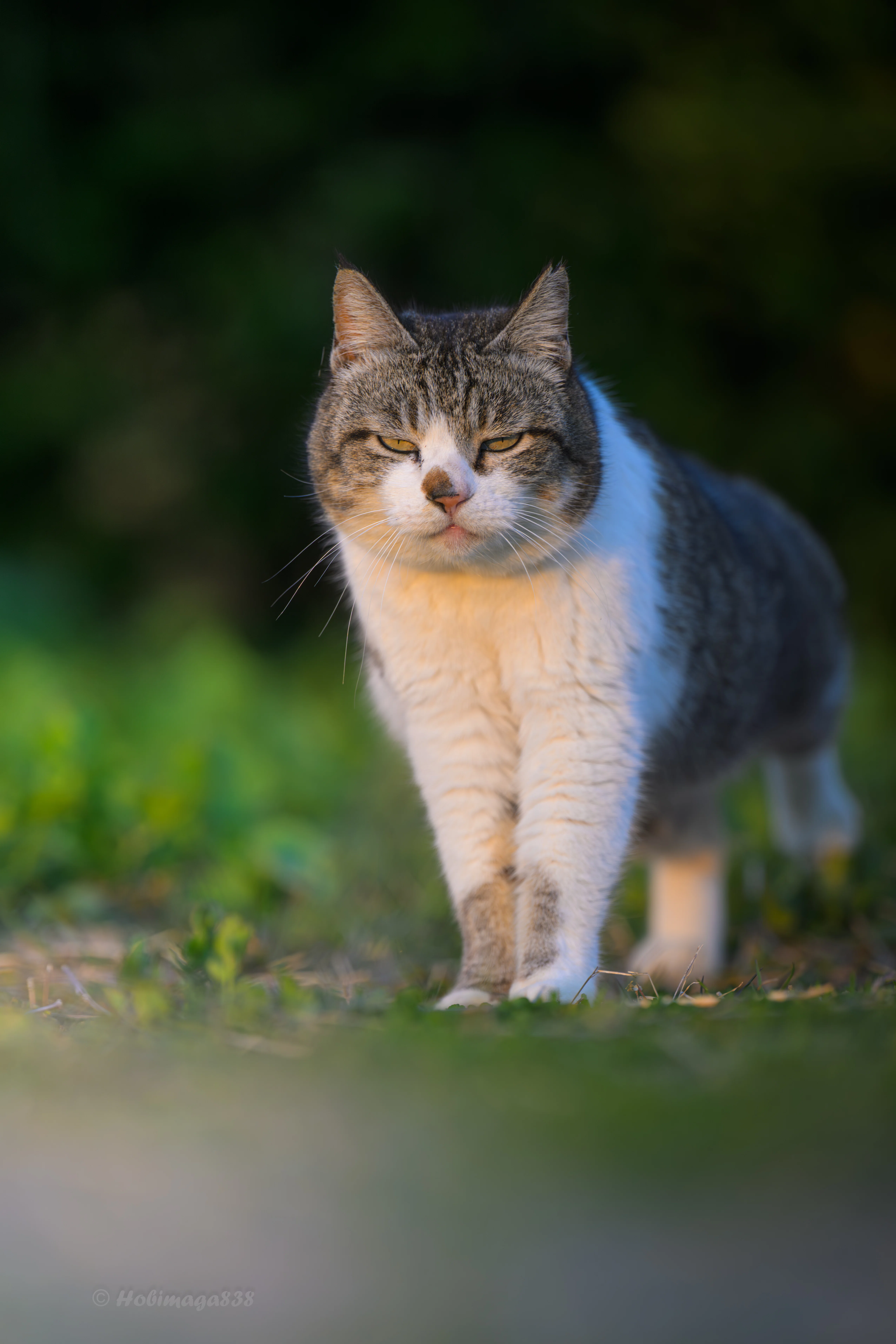 2025年に出会った動物たちを、のんびりと振り返る｜ほびマガ