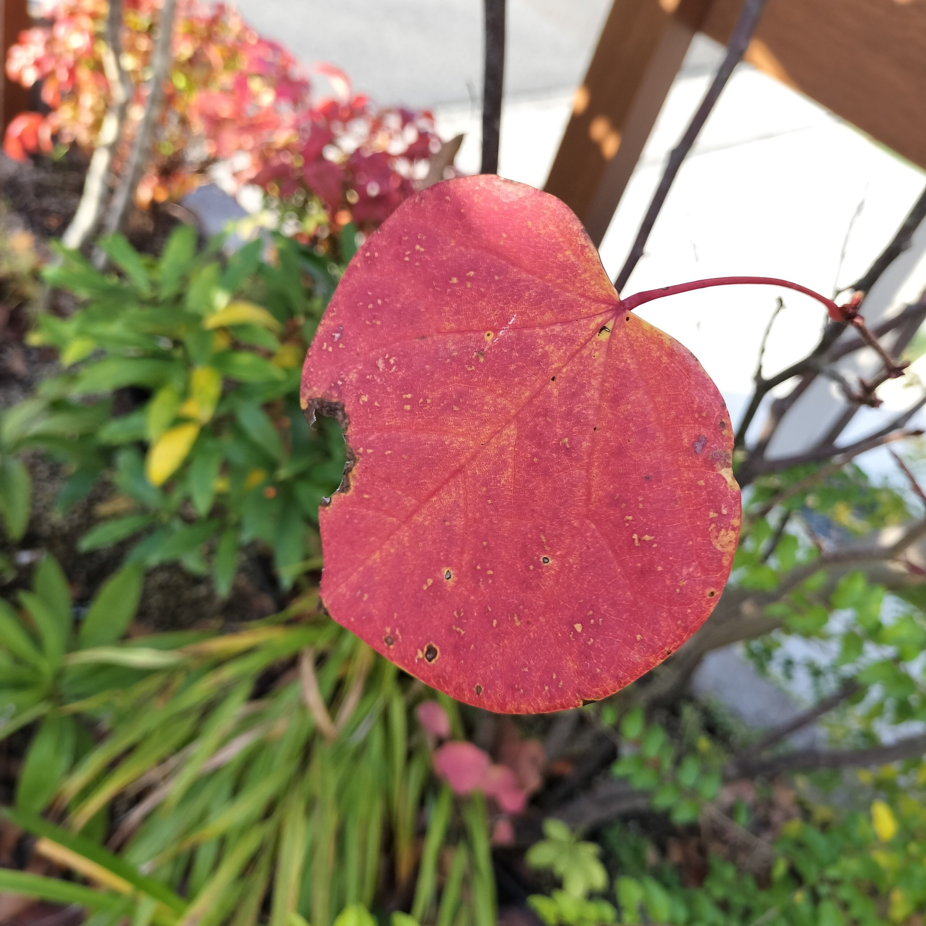 新・動植物歳時記 趣味の園芸』2025年1月号の紹介～「きれい！」が見つかるラン／鉢植え
