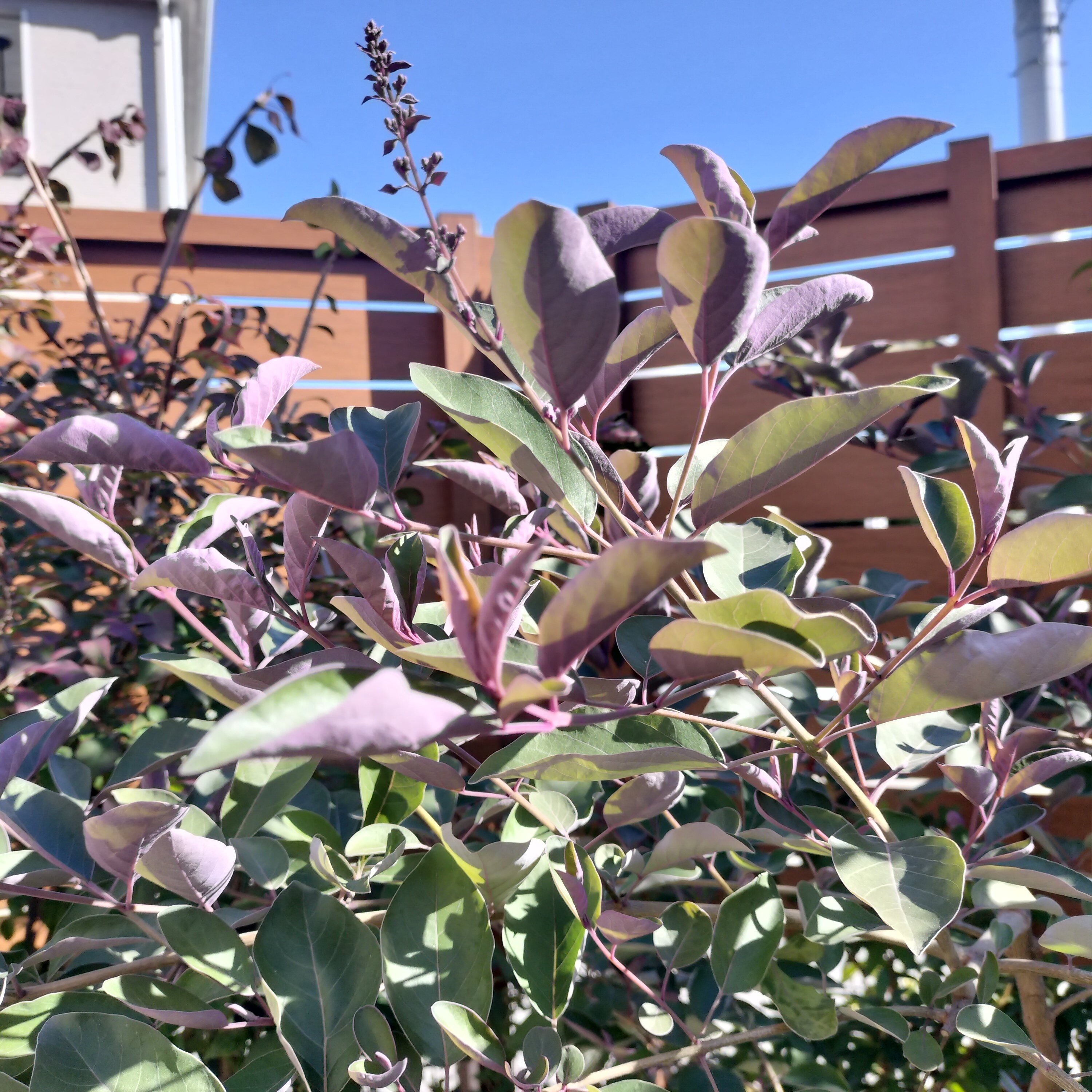 庭の歳時記 20251122｜MORI_YOSHI@雑木の庭