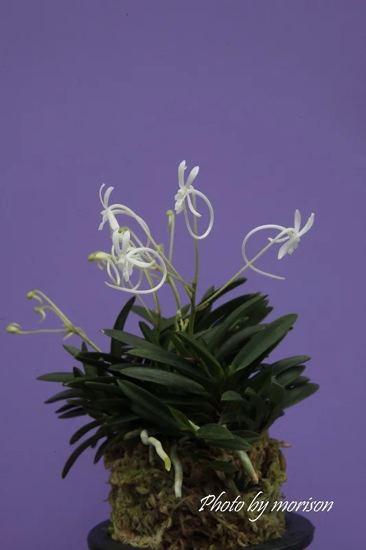 富貴蘭「伊勢矮鶏」の花(過去の画像倉庫から)｜KJ Morison