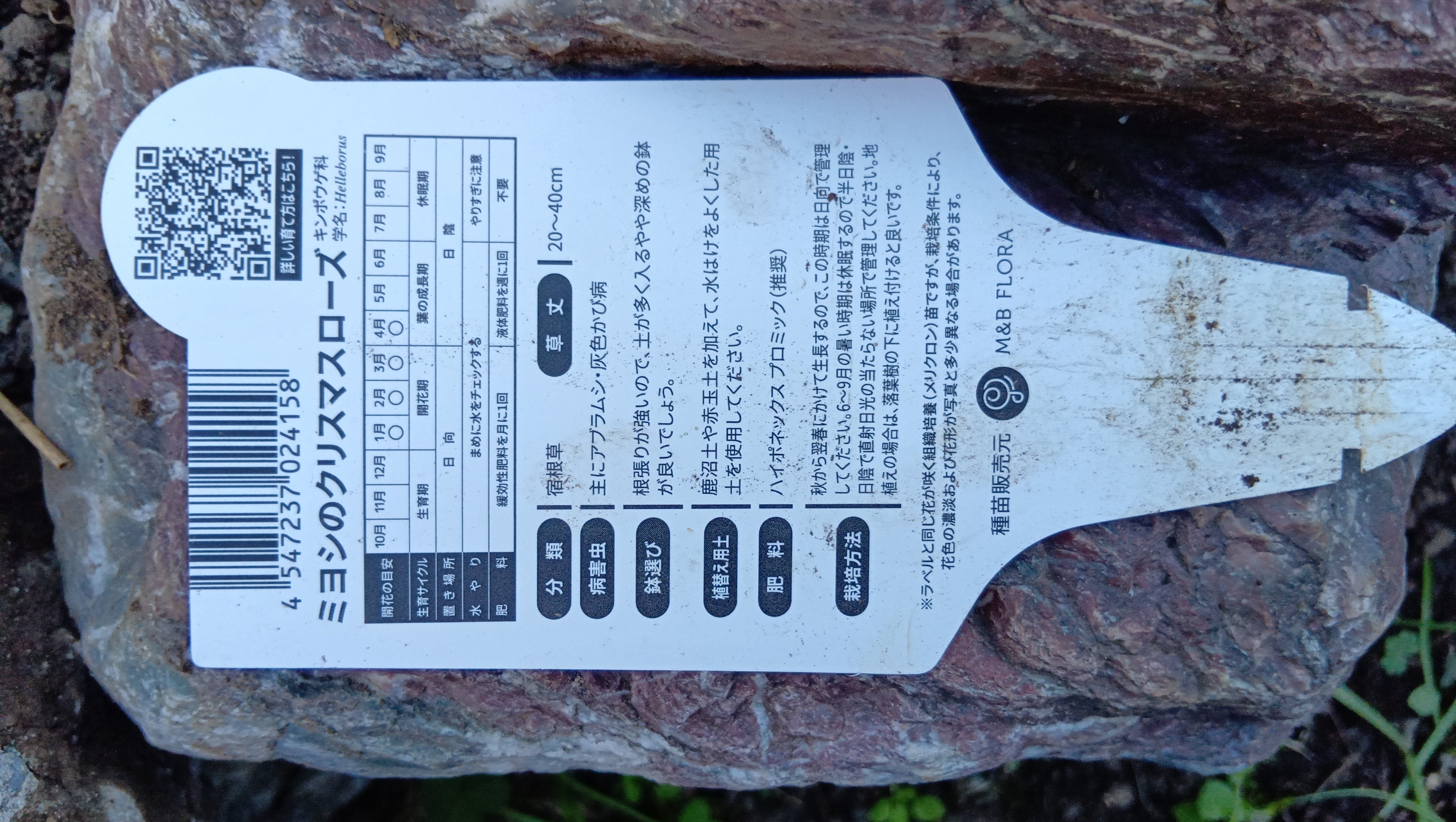 今日のクリスマスローズ｜haruka