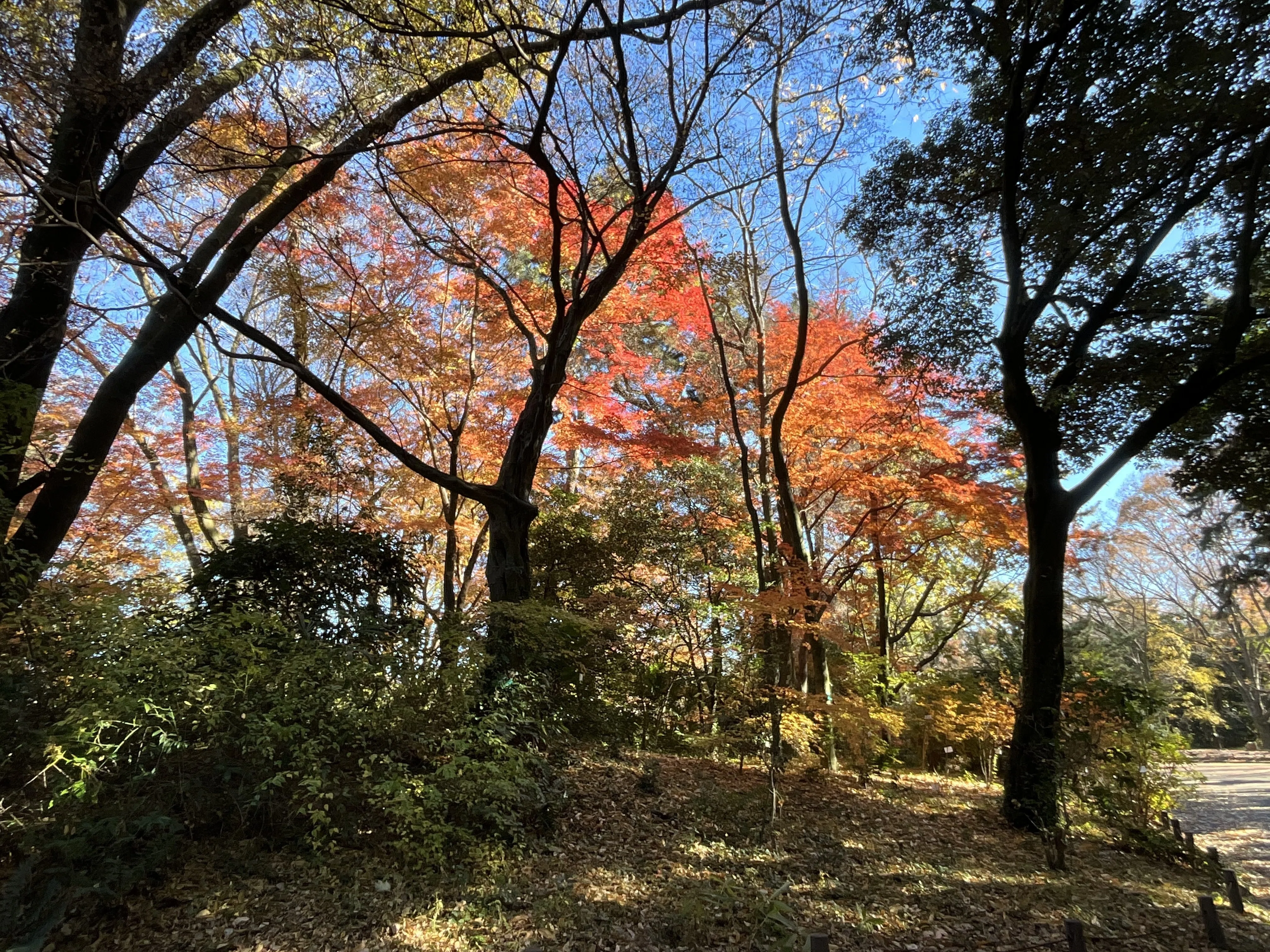 Full-Scale Autumn Foliage at Kyoto Botanical Gardens (10