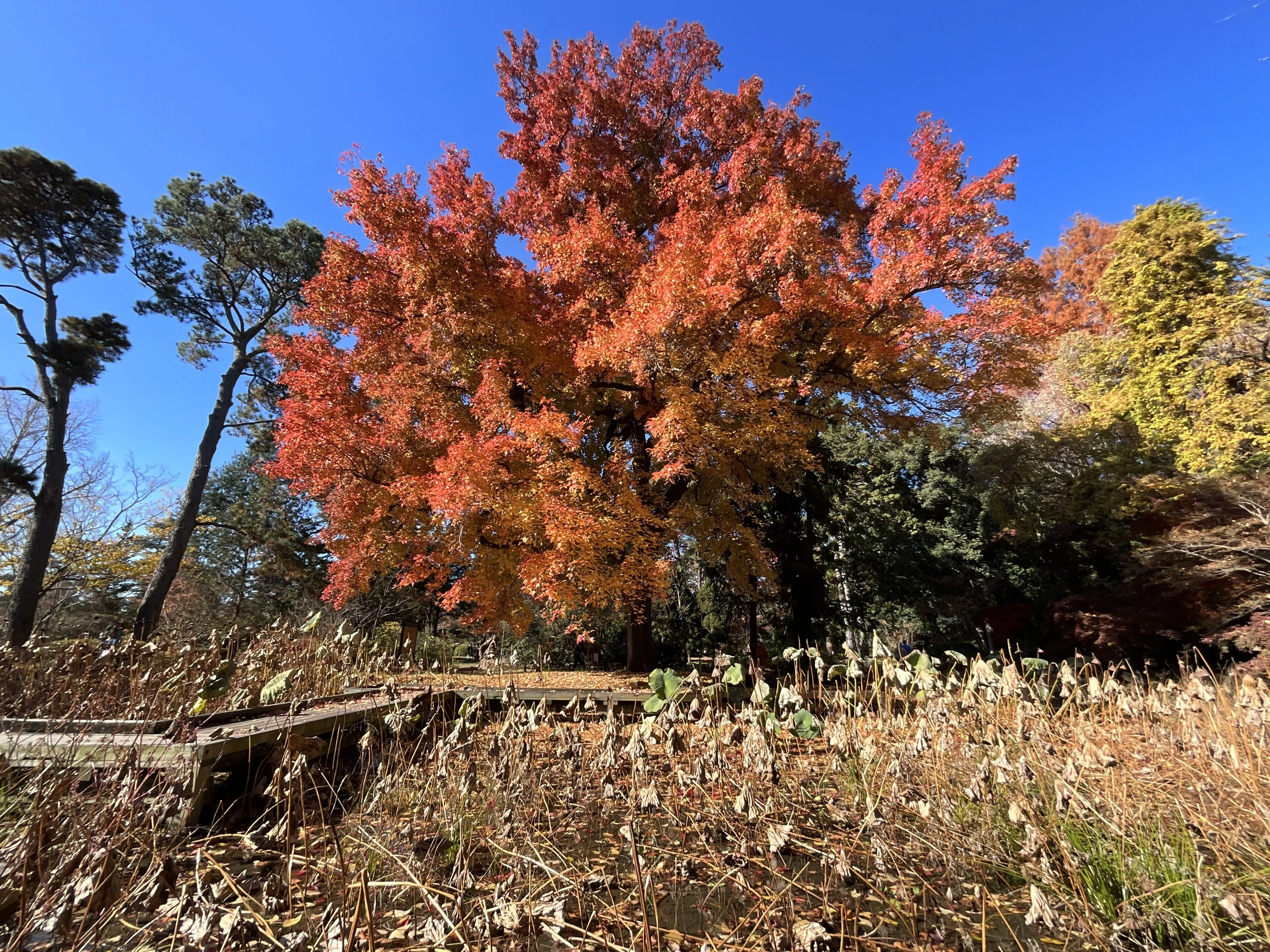 京都府立植物園の本格紅葉（10）：2025年12月7日（日）｜藤井秀昭