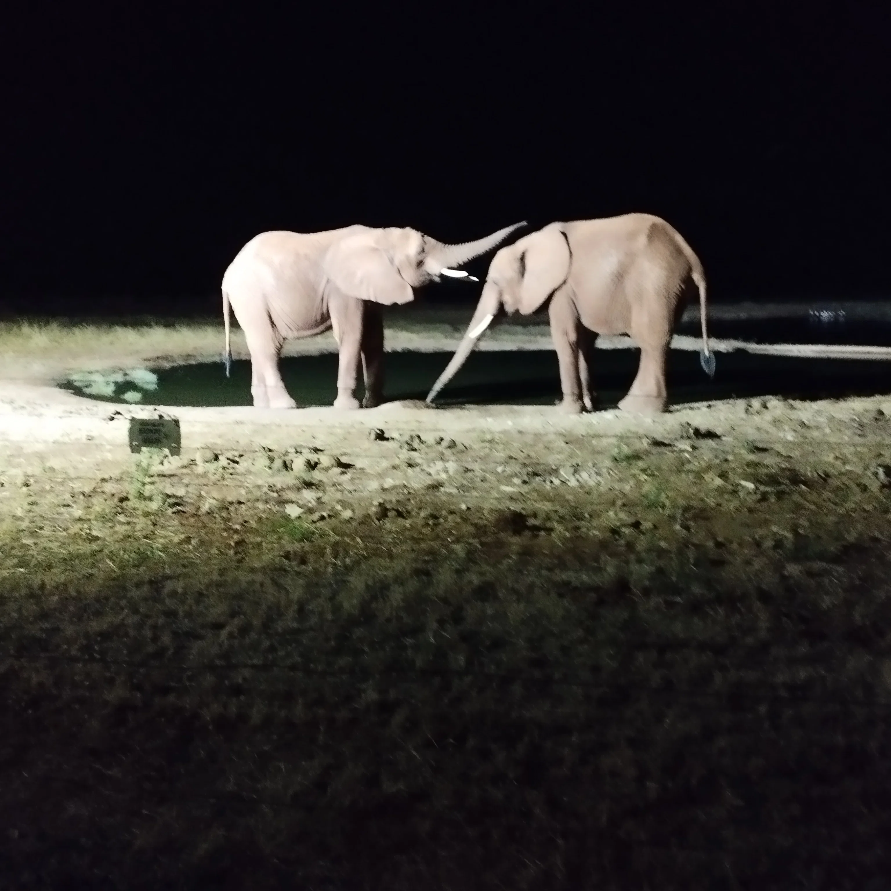 ケニア・モンバサから一番近い国立公園Tsavo east （東ツァボ）の