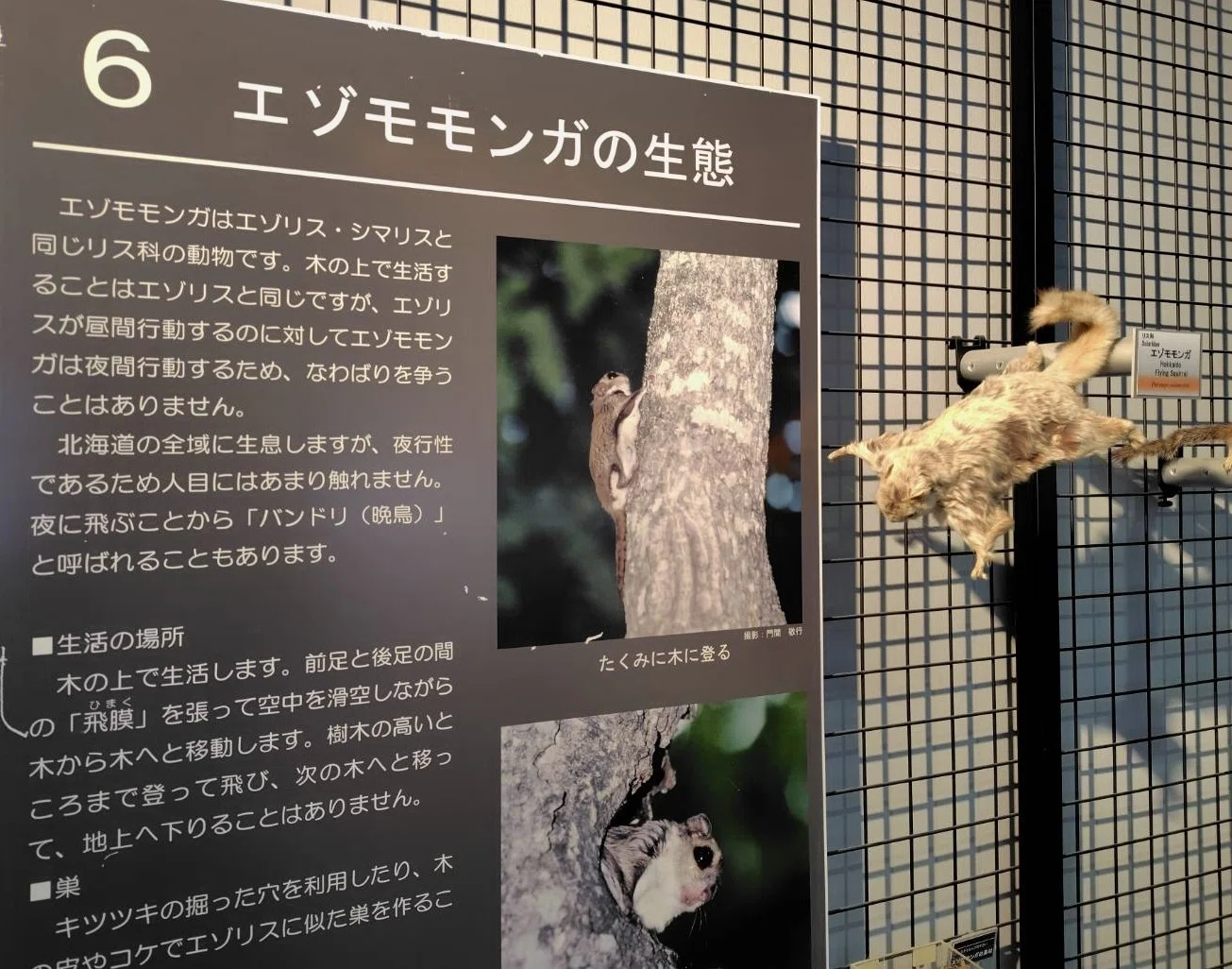 価値観は意外と変わるもの（剥製のハナシ）｜浦幌町 地域プロジェクト