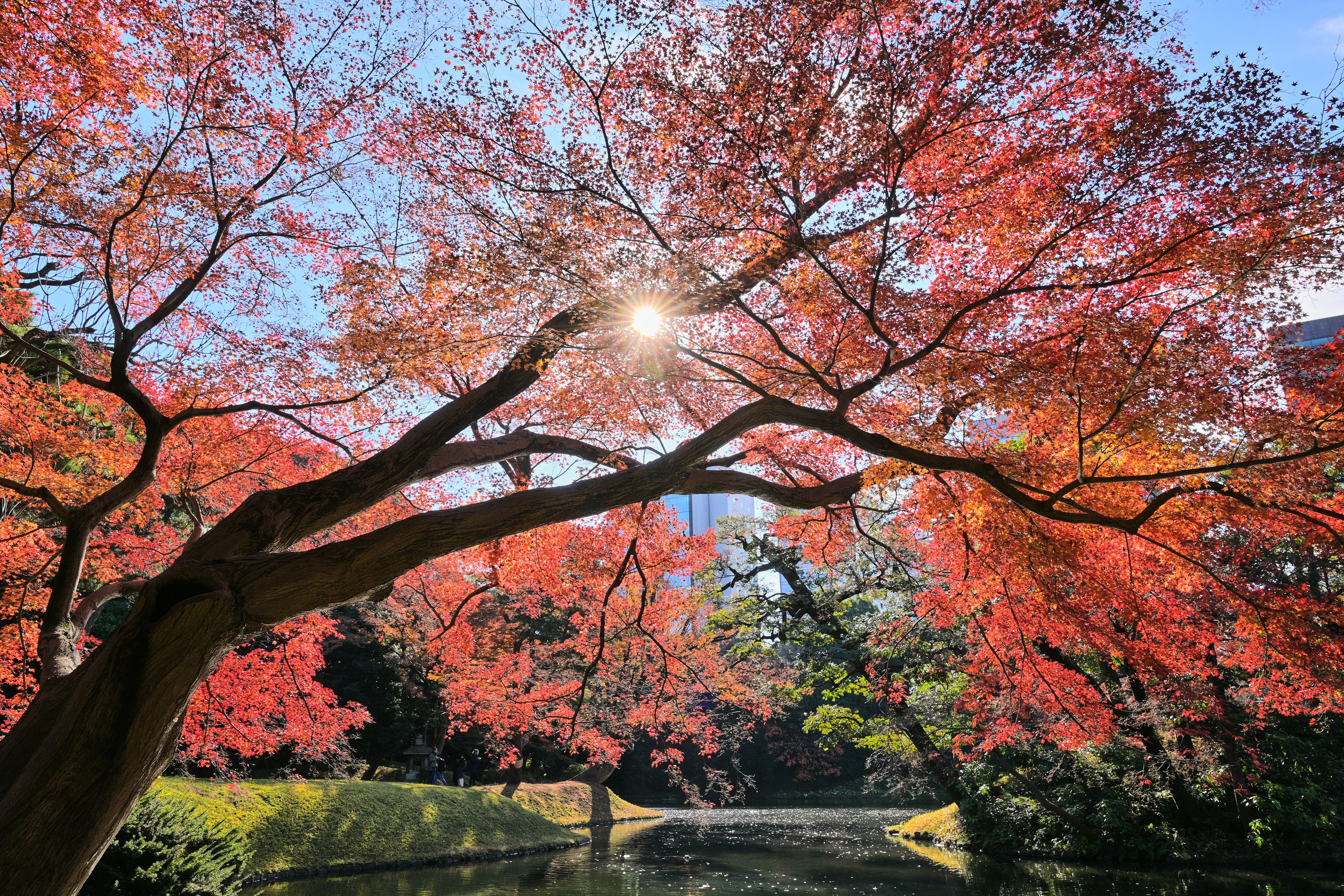 2点組　雲楽窯　紅葉　赤葉（箱あり） 2点組 雲楽窯 紅葉 赤葉（箱あり） - メルカリ