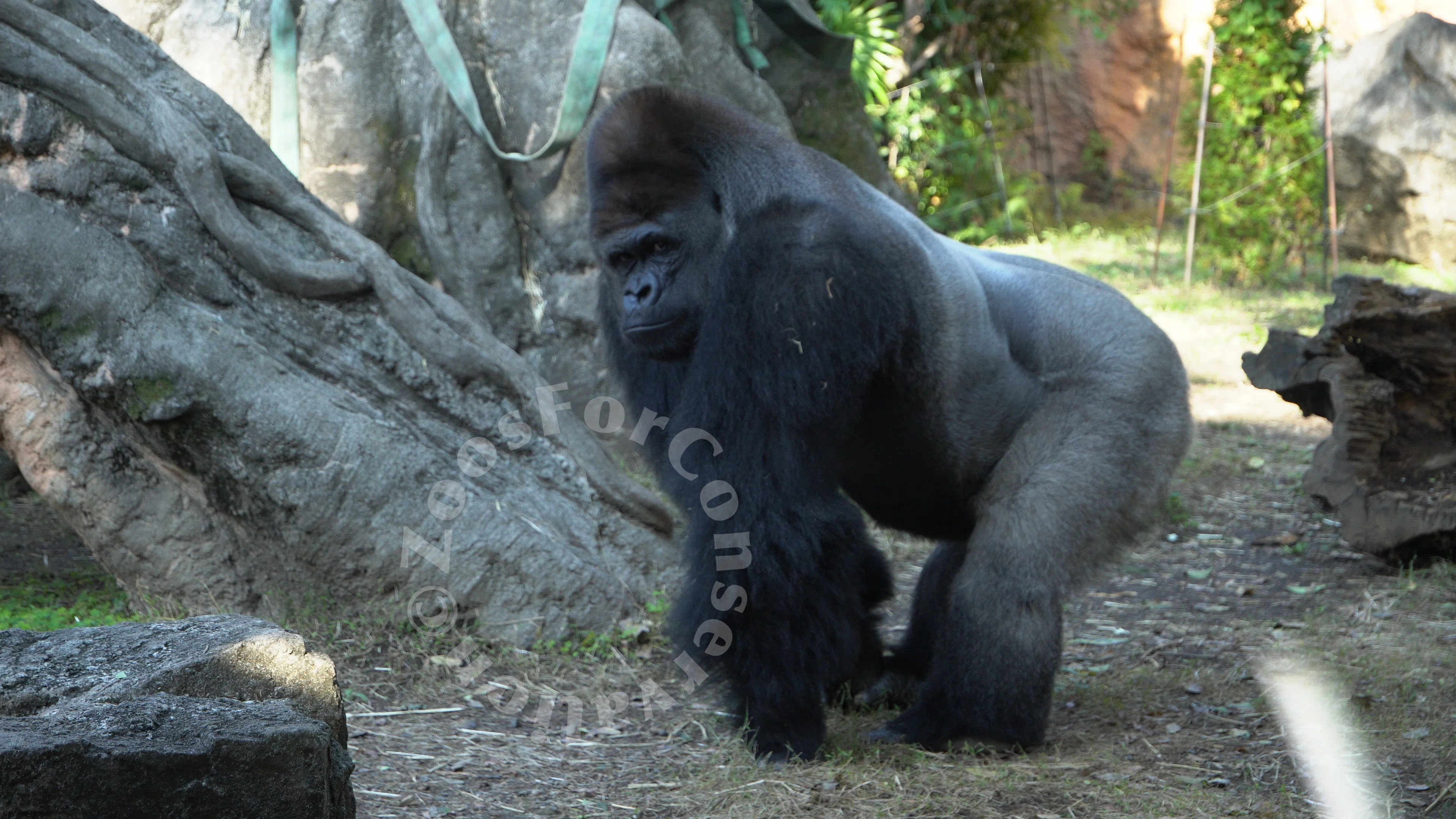 ハオコの群れ見納め｜Ueno Zoo 202411｜Zoos For Conservation