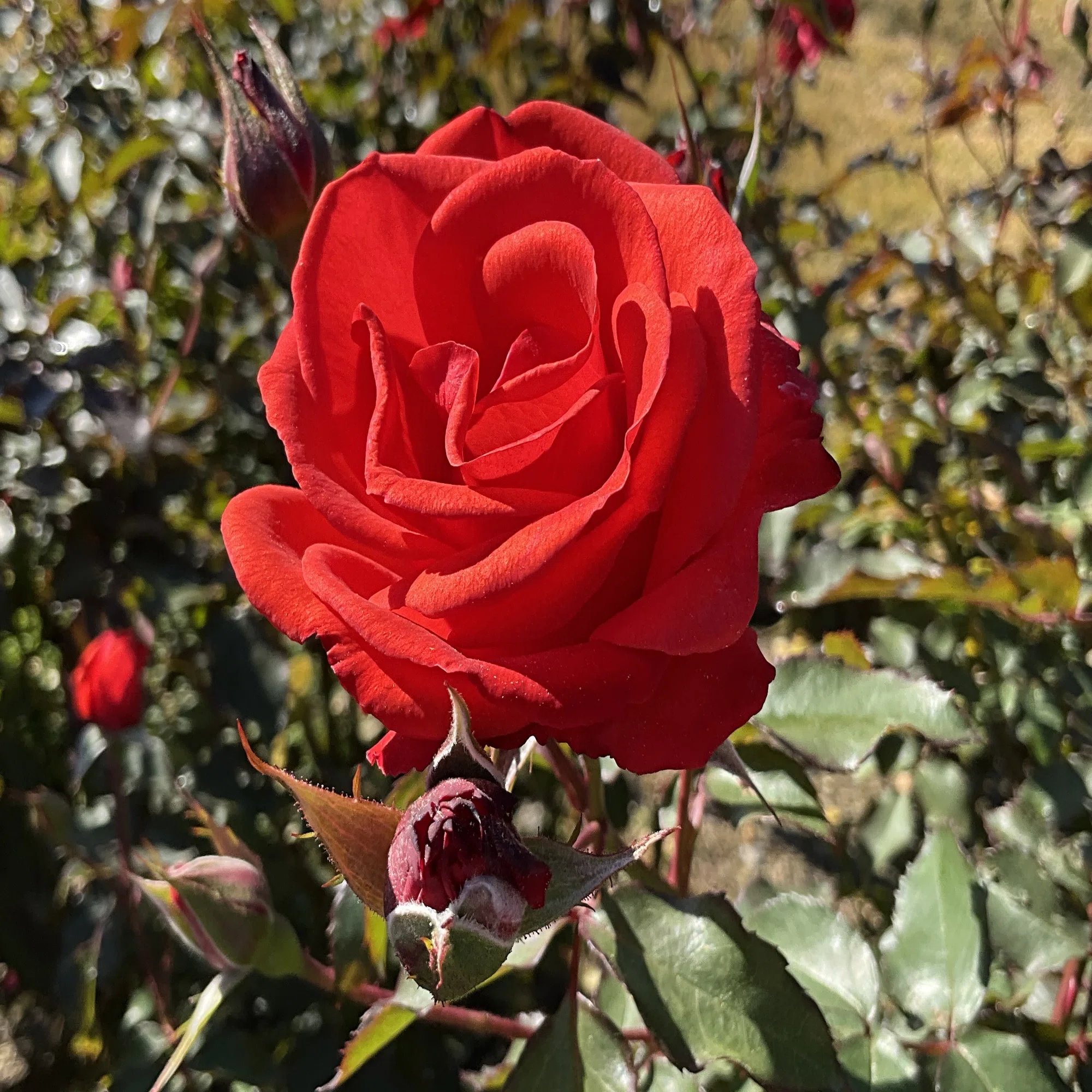 12月6日の花房など（京都府立植物園ばら園）：2025年12月6日（土 