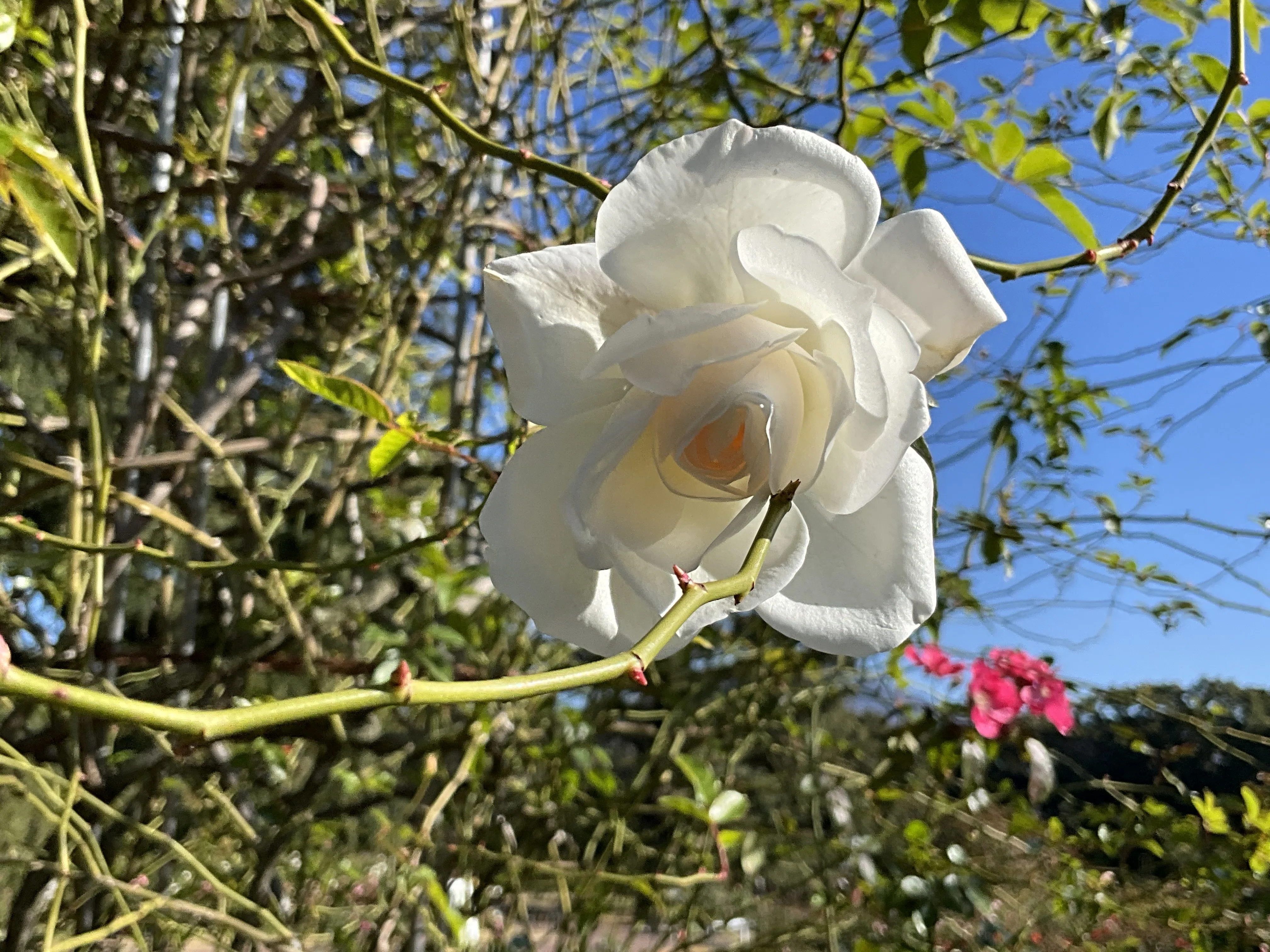 Hanabusa and Other Roses on December 6th (Kyoto Botanical Gardens