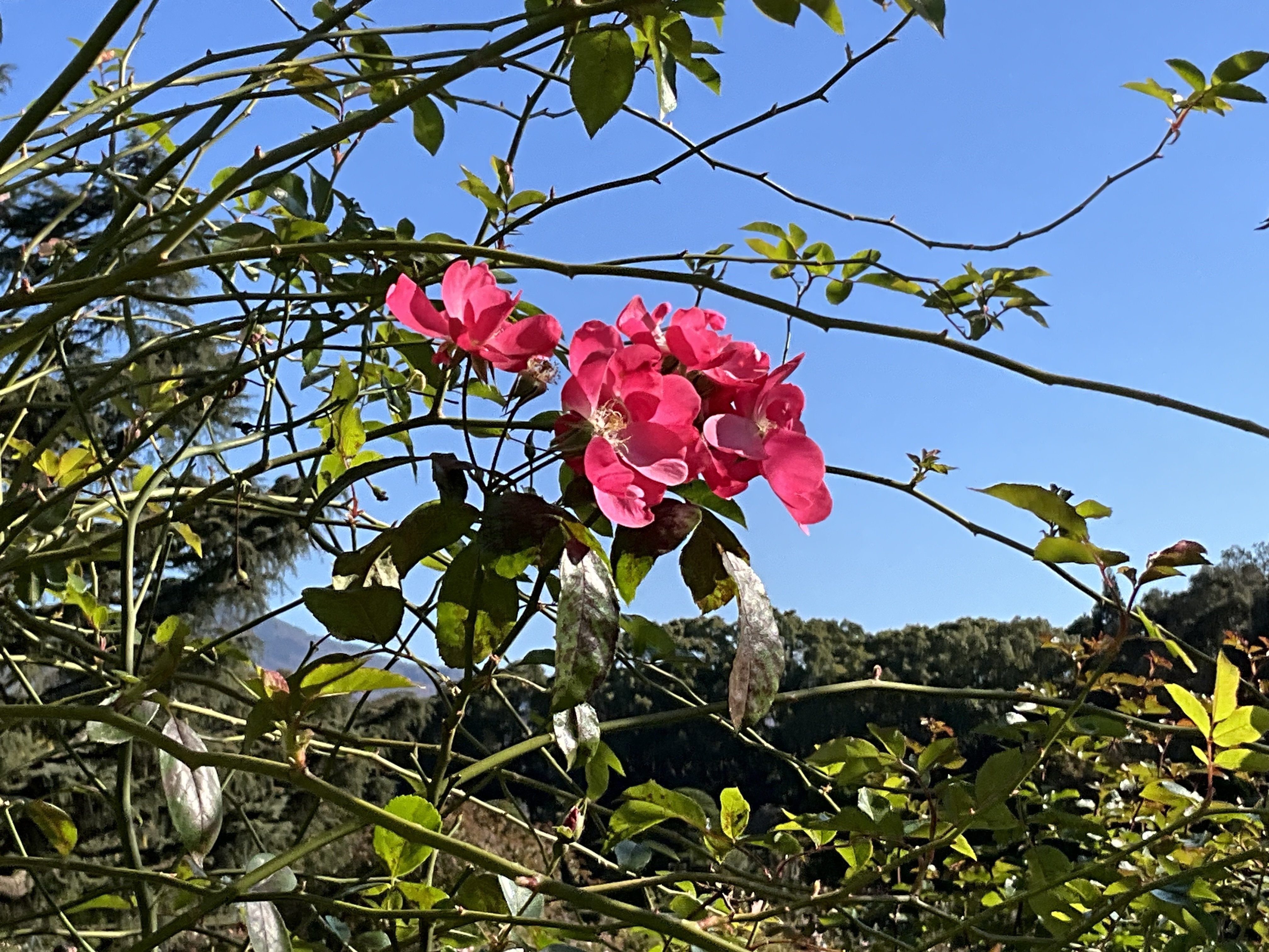 12月6日の花房など（京都府立植物園ばら園）：2025年12月6日（土