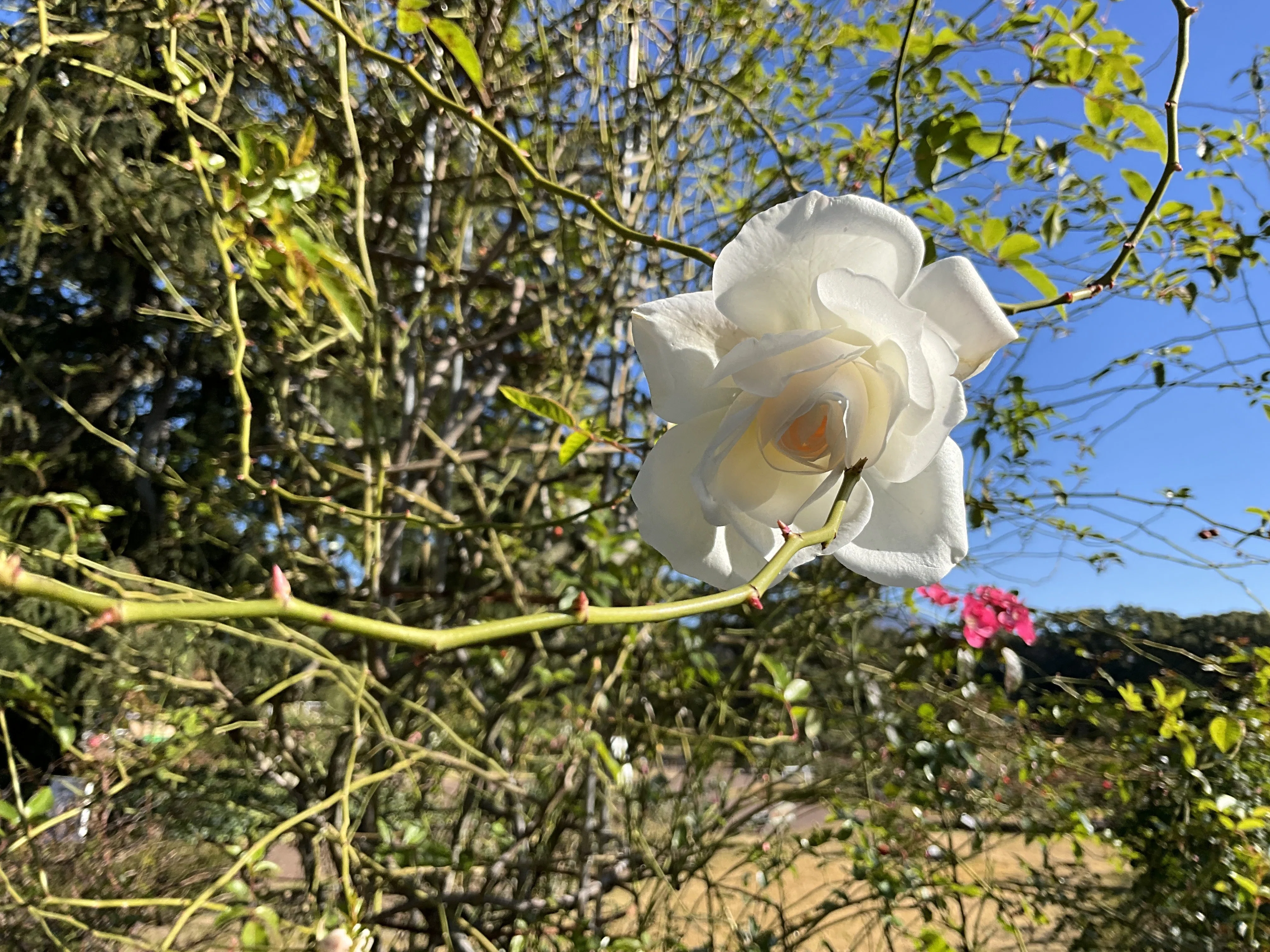 12月6日の花房など（京都府立植物園ばら園）：2025年12月6日（土