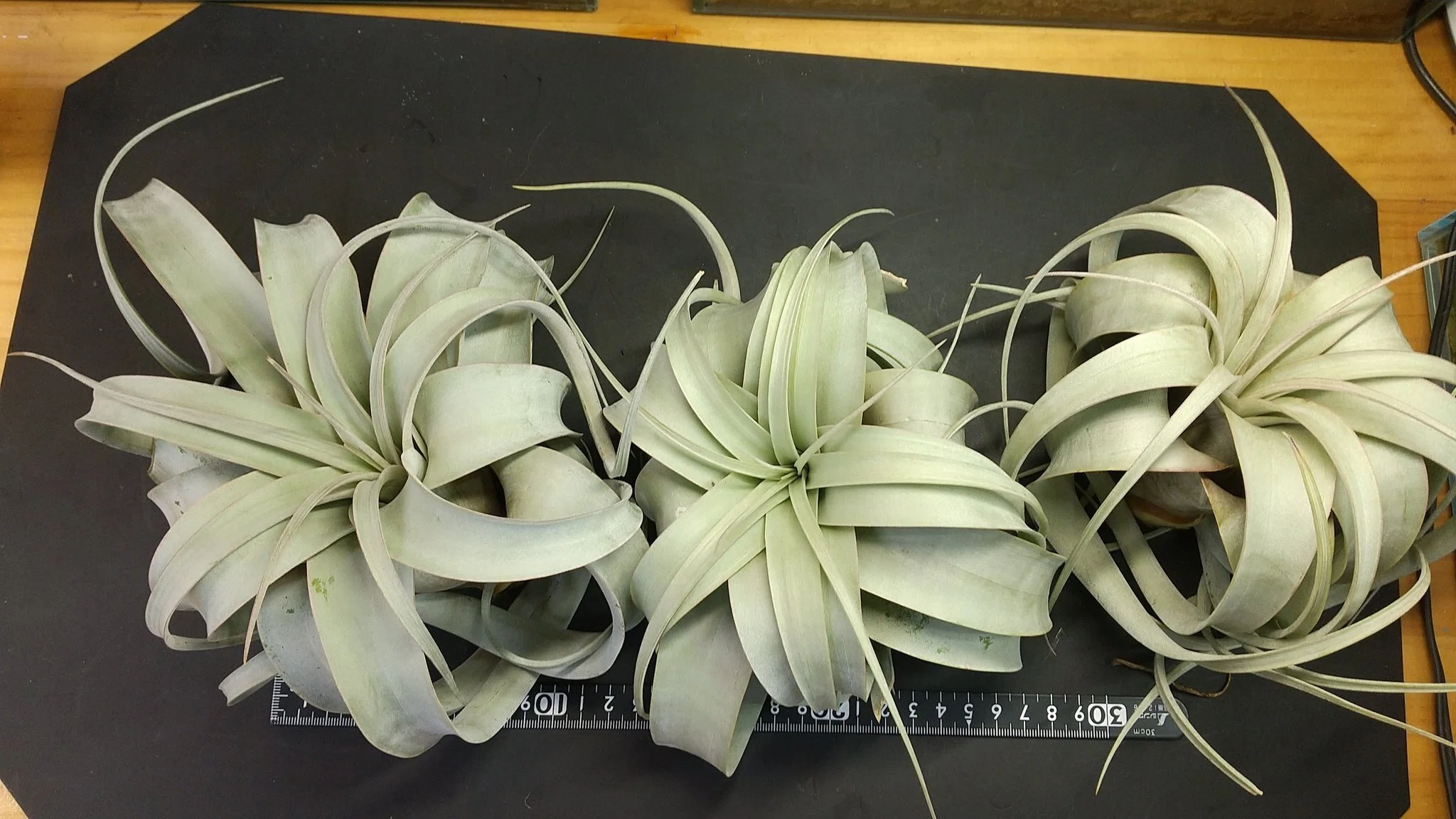 チランジア入荷リスト11/1｜NatureGarden🌿神田