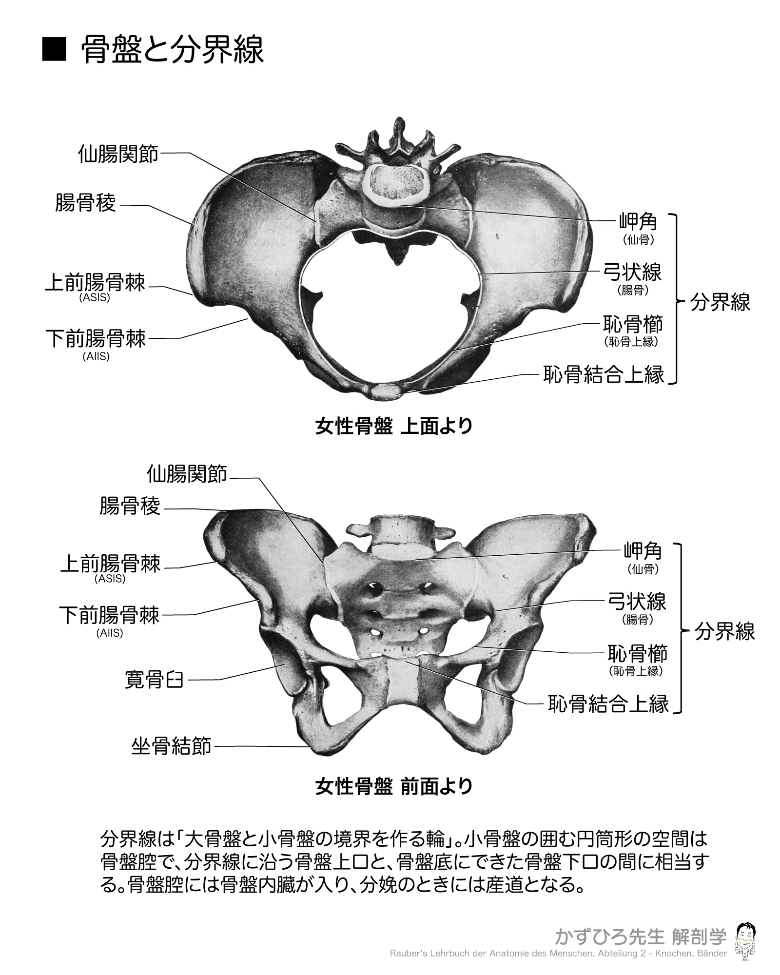 骨盤の分界線とは何か｜かずひろ先生（黒澤一弘｜解剖×教育×AI）