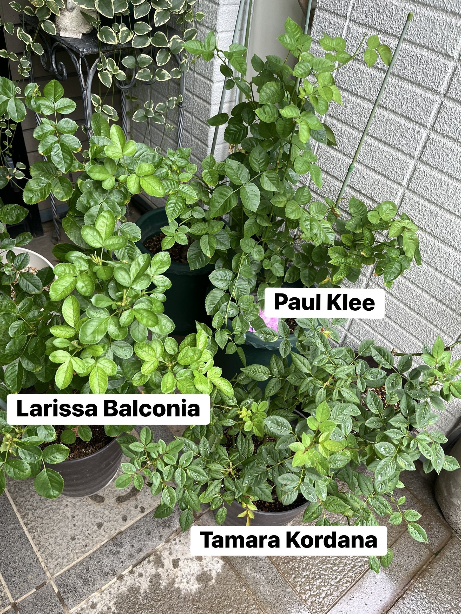 実家のバラ その後 〜 夏後半から初冬 2025｜Strelitzia