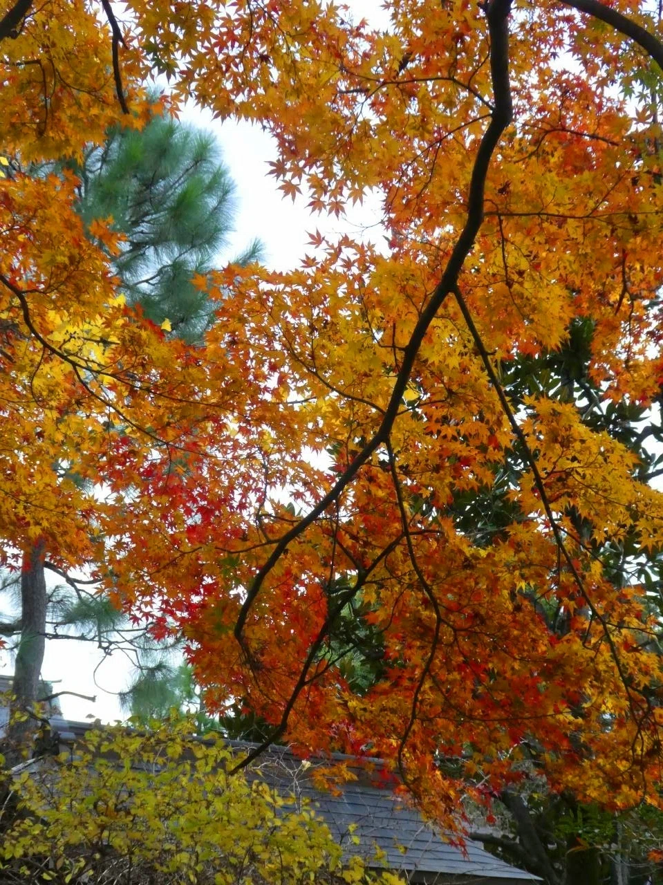 正覚寺の紅葉｜画像生成と会話するAIの魅力と可能性