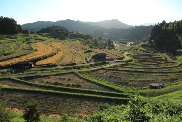 秋の棚田｜山口県の風景写真 ｜ fuji