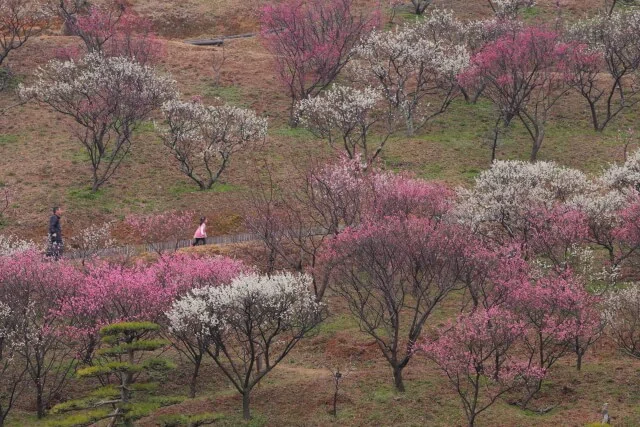 梅まつり最終週｜山口県の風景写真 ｜ fuji