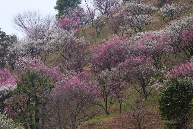 梅まつり最終週｜山口県の風景写真 ｜ fuji
