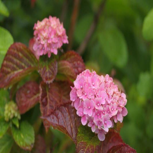 雨の日の紫陽花｜山口県の風景写真 ｜ fuji