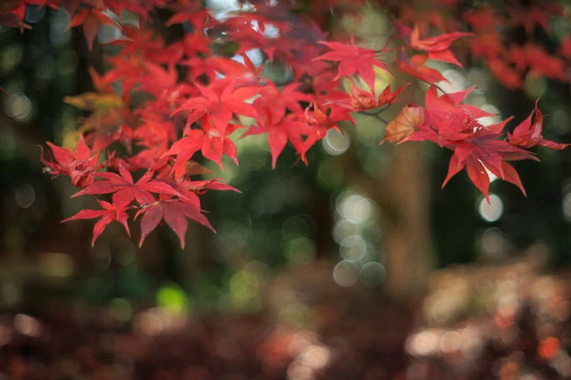 SUPER-TAKUMAR 55mm F1.8 の作例付きレビュー｜山口県の風景写真 ｜ fuji