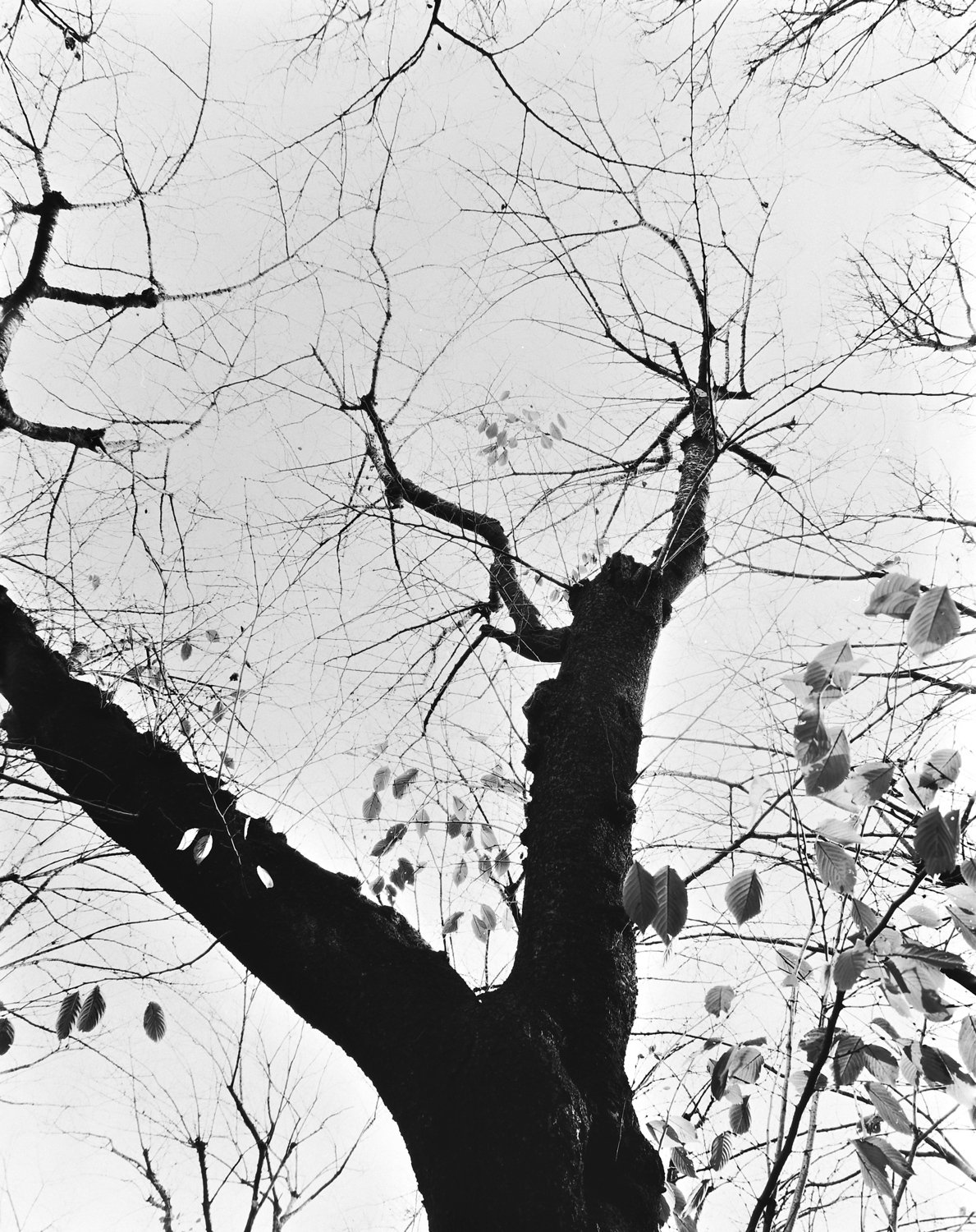 大判フィルム習作、その3｜光画日々想