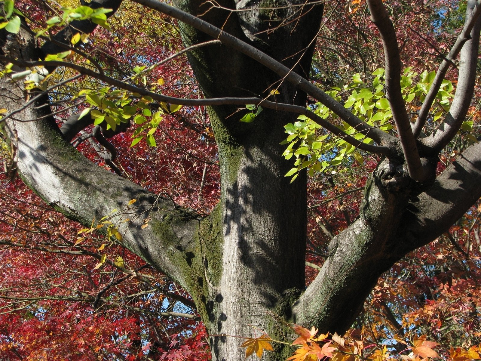 CANON PowerShot S5 ISのレビューと作例 2026年も使えるか？｜竹村稔の写真