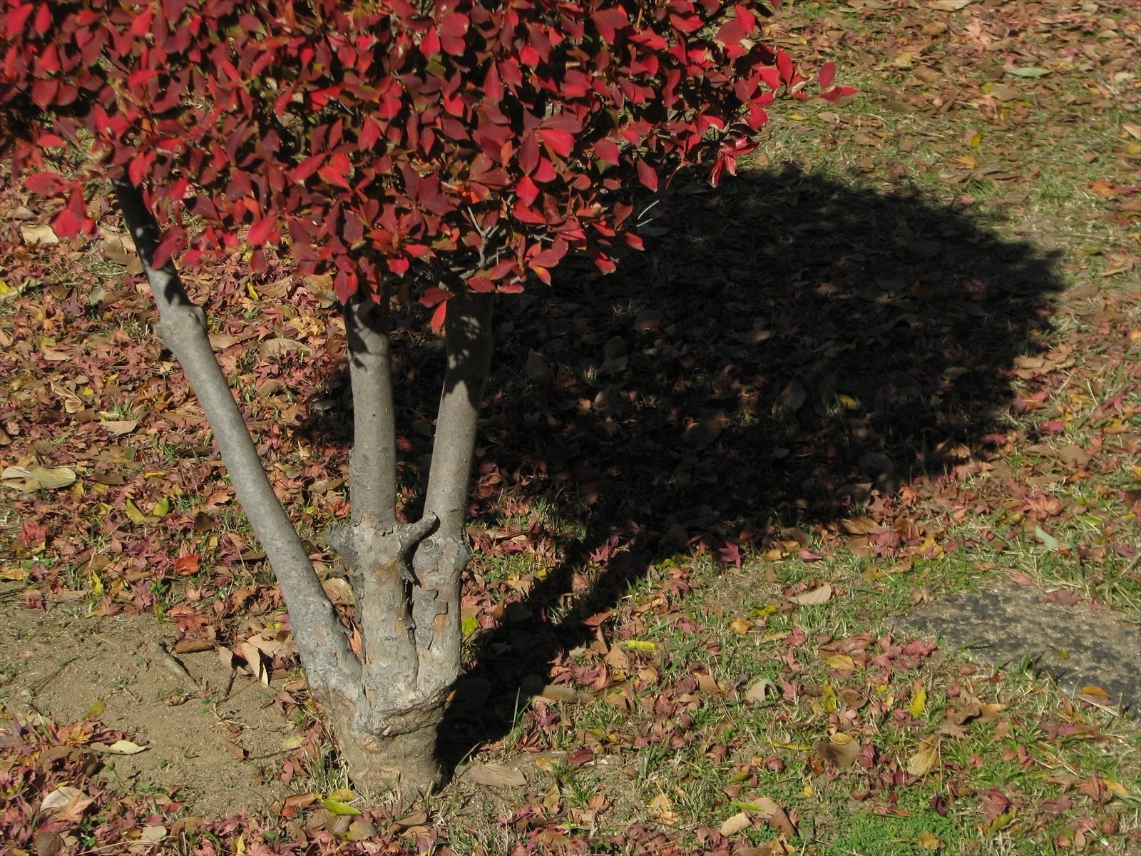 CANON PowerShot S5 ISのレビューと作例 2026年も使えるか？｜竹村稔の写真