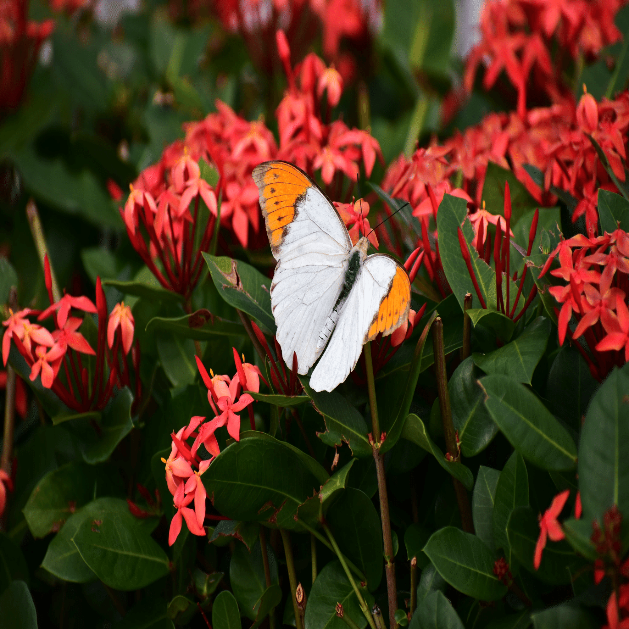 ツマベニチョウ（最近の虫 令和7年12月撮影分、第2編｜沖縄散歩人