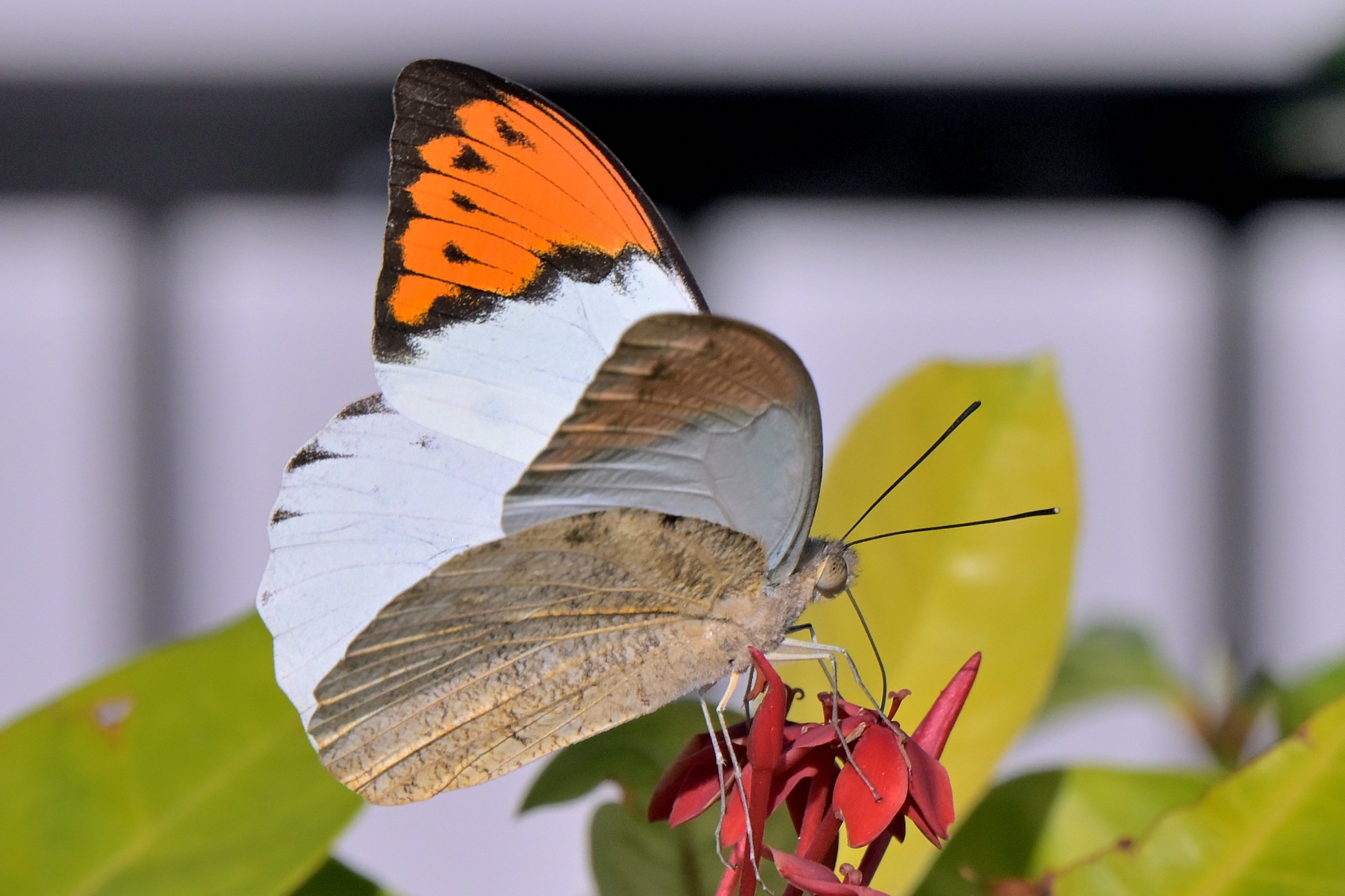 ツマベニチョウ（最近の虫 令和7年12月撮影分、第2編｜沖縄散歩人