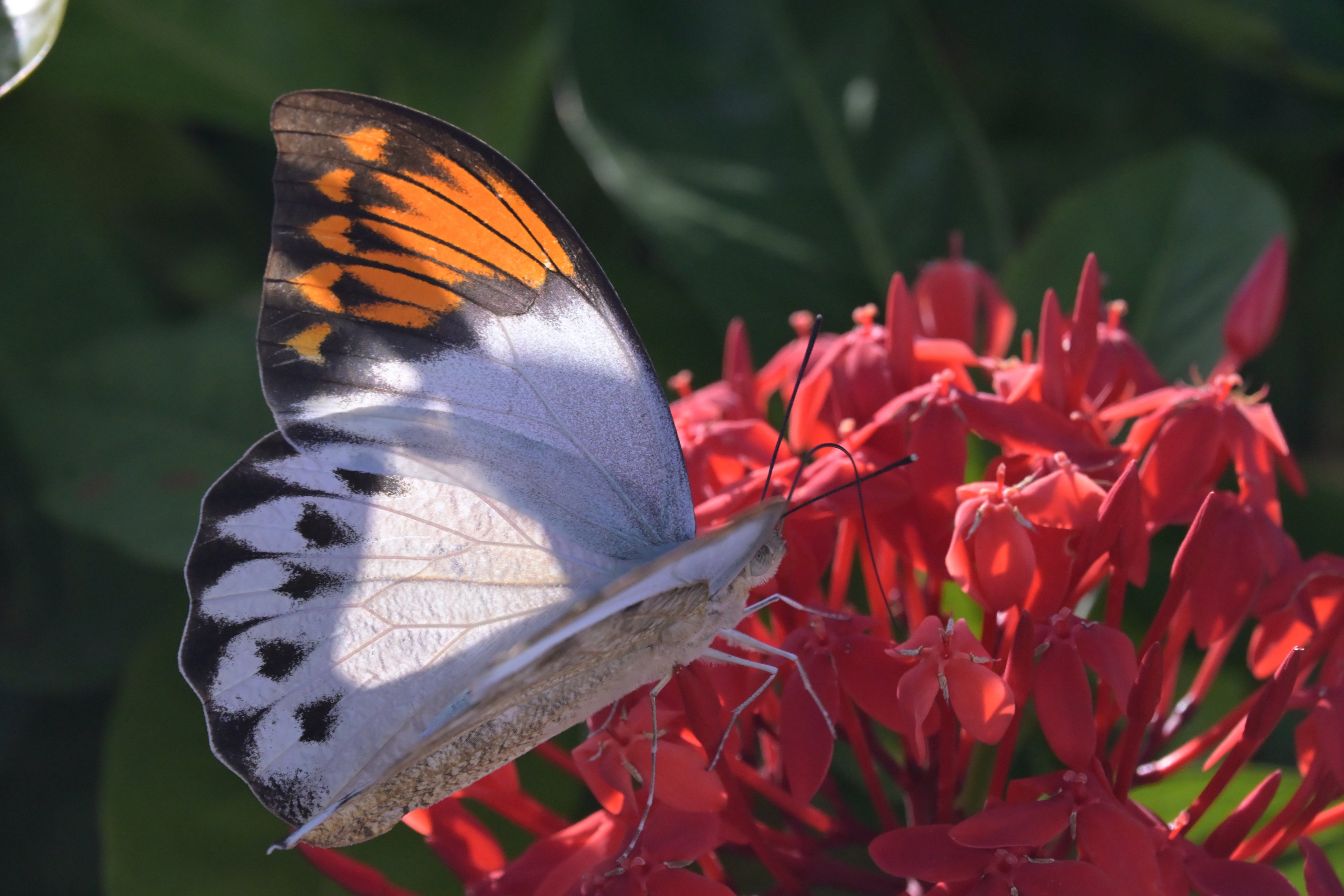 ツマベニチョウ（最近の虫 令和7年12月撮影分、第2編｜沖縄散歩人