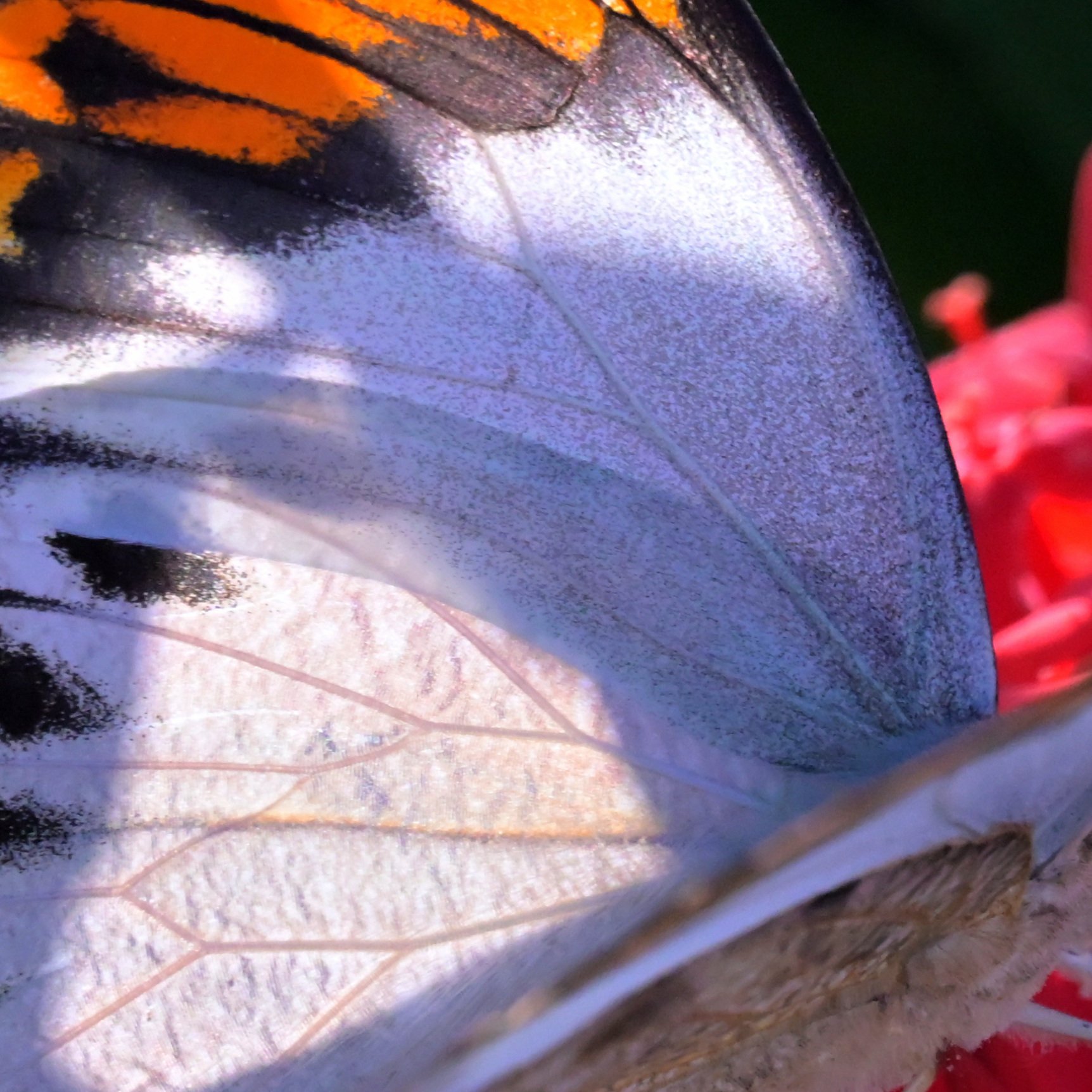 ツマベニチョウ（最近の虫 令和7年12月撮影分、第2編｜沖縄散歩人