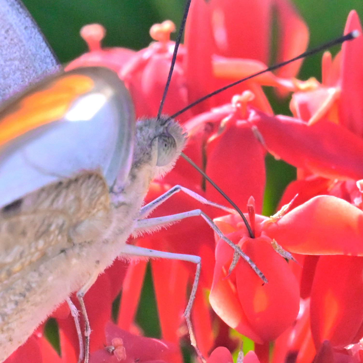 ツマベニチョウ（最近の虫 令和7年12月撮影分、第2編｜沖縄散歩人